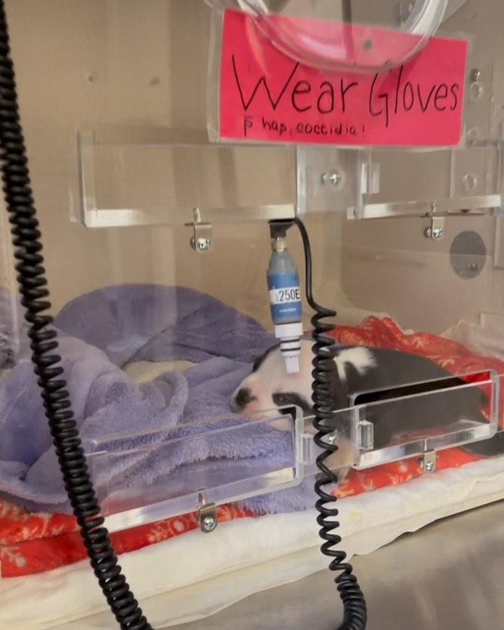 We are so sorry to interrupt your Saturday evening, but we are in the middle of a crisis.😩

Last night around 10PM, I was tube feeding the cleft palate puppies and one of them named Sherman aspirated. 💔 I could tell what happened as soon as it happened, and I began calling around to local 24 hour emergency vet hospitals. 
(*Aspiration pneumonia happens when liquid enters the lungs, and unfortunately with clefties, since there is a giant hole in the roof of their mouth, this is something that can happen on occasion. The severity of the situation can vary.)

No ER Clinics in my area were taking any new emergency cases as they were at capacity. The closest emergency hospital I found that could see him is about a half hour away. I jumped in my car and got him there as quickly as possible. 

Sherman was immediately placed in the oxygen chamber you see in the video. He is so young and so small that finding a vein to give him IV antibiotics was nearly impossible, so they made an incision in his leg and placed a catheter directly into his hip bone for medications. An IV catheter was placed directly into his jugular for fluids.

Sherman was recently brought to us from Southern California. He is a very healthy puppy and we are hoping that because of his size and his overall health, that he will pull through. 

Our total costs were at $3,000 this morning, and slowly climbing.
We desperately need your help to cover these unforeseen costs. We know it’s a huge ask. We know it’s a huge bill. We are just hopeful that you will all agree that his little life is worth fighting for. Please help me save sweet Sherman. 🙌💜 Our Venmo link is in our bio and our PayPal link is in our linktr.ee in our bio. Thank you so much. 💖

Leslie