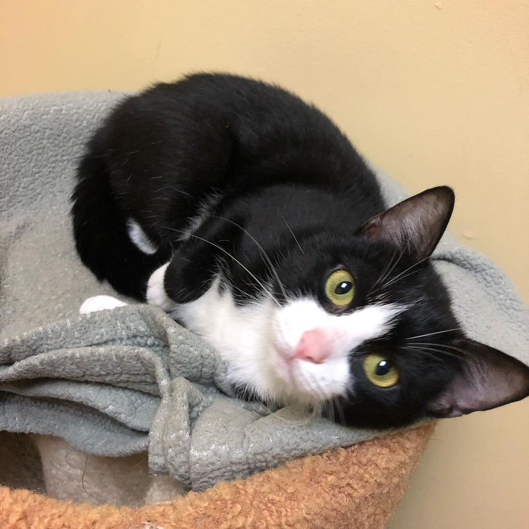 Happy Caturday courtesy of adorable Avril! This gentle sweetie will melt your heart. Give us a all at 802-484-5829 to learn more about her or any of her adoptable cat and dog friends and to schedule your visit. You never know - you may just fall in love! 
https://www.lucymac.org/pet-view/avril/
<a target='_blank' href='https://www.instagram.com/explore/tags/caturday/'>#caturday</a> <a target='_blank' href='https://www.instagram.com/explore/tags/adopt/'>#adopt</a> <a target='_blank' href='https://www.instagram.com/explore/tags/shelterlove/'>#shelterlove</a> <a target='_blank' href='https://www.instagram.com/explore/tags/catsofinstagram/'>#catsofinstagram</a>