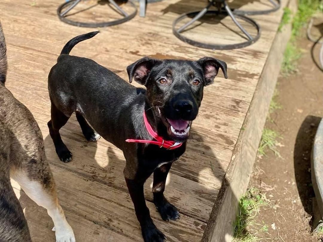 🌸🎠🌸 MEET LUCY! 🌸🎠🌸

🌸 Lucy is a lab mix who was born around March 2021, and she will likely be a medium size dog. 
🌸 Lucy is a very sweet dog and happy dog with a great smile. She was a little shy when she first came up from Alabama, but as soon as she warmed up to her foster family she has shown nothing but love! 
🌸 When she arrived she had skin issues that have since been cleared up and were seeing her gorgeous black, silky coat come out now!
🌸 Lucy does well with other dogs and loves to play with all the other dogs in her home. She is very responsive and is easily redirectable.  Lucy does well with cats with a proper introduction. She hasn’t been around children but we have no reason to believe she wouldn’t enjoy them and do well!

If you are interested in adopting this pet, please head to www.pettalesrescue.com and fill out an application ✍🏼