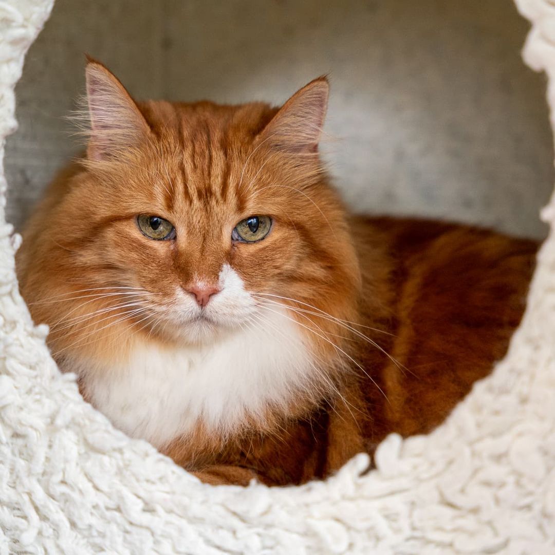 Bonjour! Today we're featuring this bel homme, Toulouse. Toulouse is seeking a home where he can be the only cat in a quiet, gentle household. He's let us know that he requires a very low-stress life in order for him to thrive. If you think you'd be a good match for Toulouse, please visit our adoptions page (link in bio) to fill out an application, and then add adoptionsthewholecat@gmail.com to your safe senders or contacts list. If you've already inquired about Toulouse, please double-check your email. Merci beaucoup!⁣
⁣
<a target='_blank' href='https://www.instagram.com/explore/tags/PNWcat/'>#PNWcat</a> <a target='_blank' href='https://www.instagram.com/explore/tags/adoptdontshop/'>#adoptdontshop</a> <a target='_blank' href='https://www.instagram.com/explore/tags/catsofinstagram/'>#catsofinstagram</a> <a target='_blank' href='https://www.instagram.com/explore/tags/catsofig/'>#catsofig</a> <a target='_blank' href='https://www.instagram.com/explore/tags/instacat/'>#instacat</a> <a target='_blank' href='https://www.instagram.com/explore/tags/seattlecatsofinstagram/'>#seattlecatsofinstagram</a> <a target='_blank' href='https://www.instagram.com/explore/tags/redmondcatsofinstagram/'>#redmondcatsofinstagram</a> <a target='_blank' href='https://www.instagram.com/explore/tags/gato/'>#gato</a> <a target='_blank' href='https://www.instagram.com/explore/tags/neko/'>#neko</a> <a target='_blank' href='https://www.instagram.com/explore/tags/chat/'>#chat</a> <a target='_blank' href='https://www.instagram.com/explore/tags/kedi/'>#kedi</a> <a target='_blank' href='https://www.instagram.com/explore/tags/cat/'>#cat</a> <a target='_blank' href='https://www.instagram.com/explore/tags/rescuedismyfavoritebreed/'>#rescuedismyfavoritebreed</a> <a target='_blank' href='https://www.instagram.com/explore/tags/instacats/'>#instacats</a> <a target='_blank' href='https://www.instagram.com/explore/tags/meow/'>#meow</a> <a target='_blank' href='https://www.instagram.com/explore/tags/kitty/'>#kitty</a> <a target='_blank' href='https://www.instagram.com/explore/tags/kittycat/'>#kittycat</a> <a target='_blank' href='https://www.instagram.com/explore/tags/instapet/'>#instapet</a> <a target='_blank' href='https://www.instagram.com/explore/tags/instakitty/'>#instakitty</a> <a target='_blank' href='https://www.instagram.com/explore/tags/cutecat/'>#cutecat</a> <a target='_blank' href='https://www.instagram.com/explore/tags/cutecats/'>#cutecats</a> <a target='_blank' href='https://www.instagram.com/explore/tags/cats/'>#cats</a> <a target='_blank' href='https://www.instagram.com/explore/tags/catstagram/'>#catstagram</a>  <a target='_blank' href='https://www.instagram.com/explore/tags/supportsmallbusiness/'>#supportsmallbusiness</a> <a target='_blank' href='https://www.instagram.com/explore/tags/smallbusiness/'>#smallbusiness</a> <a target='_blank' href='https://www.instagram.com/explore/tags/catcafe/'>#catcafe</a> <a target='_blank' href='https://www.instagram.com/explore/tags/Caturday/'>#Caturday</a> <a target='_blank' href='https://www.instagram.com/explore/tags/GlobalCatDay/'>#GlobalCatDay</a>