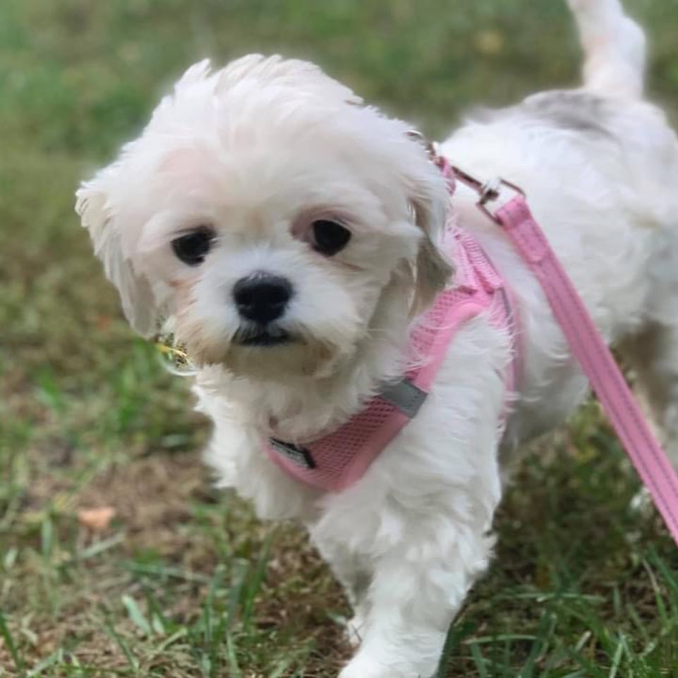 ADOPT BABY!!

Baby’s a 3yo 10lb Shih Tzu. She’s calm, non-hyper in-her-face dog friendly. She’s cat and older kid friendly! She’s pee pad trained for peeing and will need access to a non-grassy area to poop. Open Xpen trained which is where she sleeps. She needs work on leash training since she likes to take her time and explore. She loves all kinds of stuffed toys, likes to play and do zoomies around the house. She’s smart, calm, quiet, sweet, sensitive, submissive, inquisitive, and food motivated. 

Baby MUST have someone who works from home, retired or home often, where she can be taken on short walks, have a non-grassy area like deck or patio on property to go potty, since she doesn’t potty while on a leash along with someone who has time and patience to let her explore and warm up at her own pace. If you DO NOT fit this please DO NOT put an application in. We will not call anyone not a fit. Also, we will be concentrating on local to foster applications 1st since home checks and meets with all humans and animals in home is needed at meet. Our fosters are all volunteers so aren’t always able to travel too far.

Baby is eating Dr. Harvey’s Allergy fish recipe since we suspect she may have a chicken allergy and is eating with a slow feeder until she learns not to inhale her food. She’s spayed, vaccinated, HW negative and microchipped. Currently fostered in West Grove, PA. Apply at www.tprescue.org