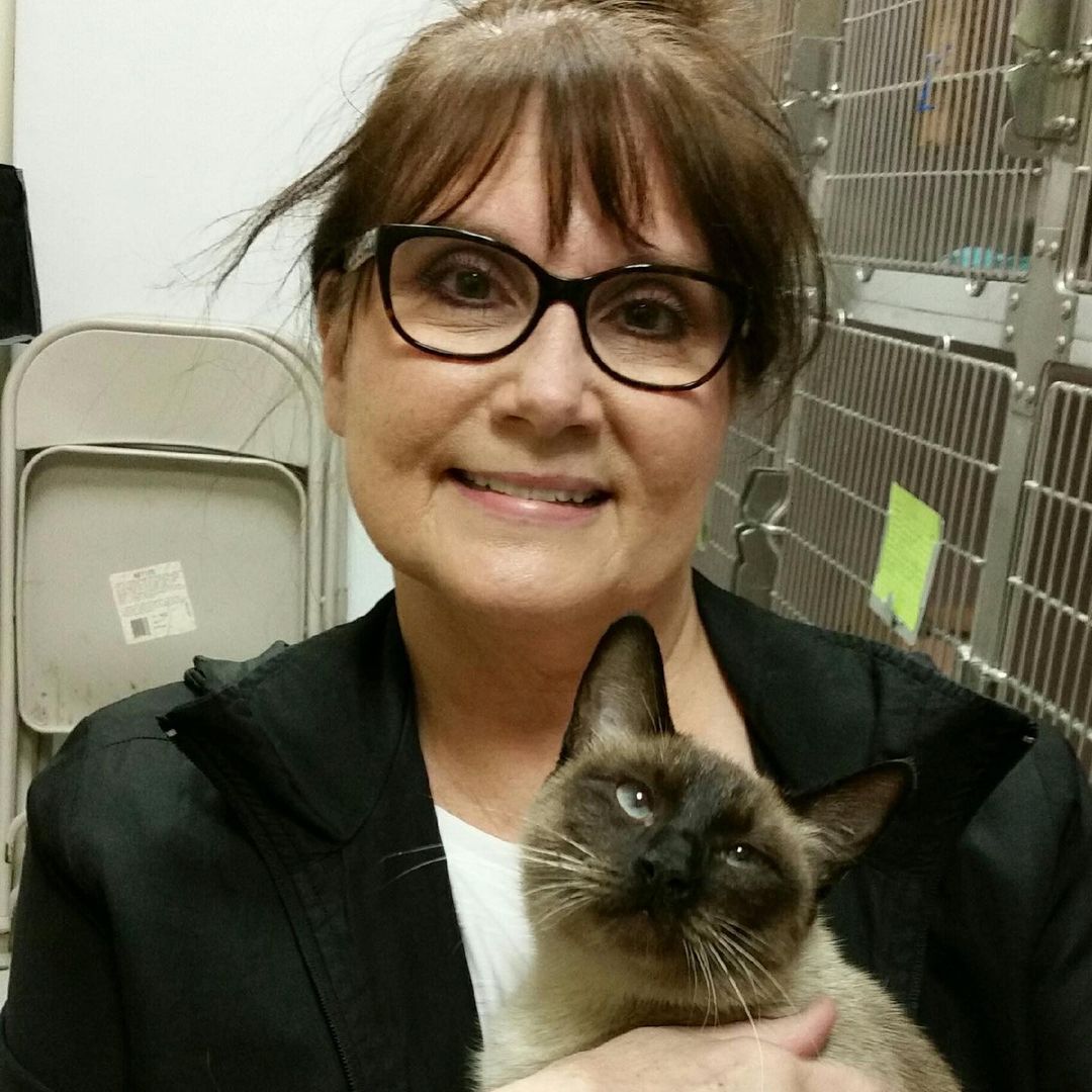 This lovely lady arrived at adoptions 2 hours early to be sure to meet Sia. She said she had been looking everywhere for a kitty and couldn't believe how many we have.  We think they make a great pair and will have many happy times together. <a target='_blank' href='https://www.instagram.com/explore/tags/adoptacat/'>#adoptacat</a> ❤️