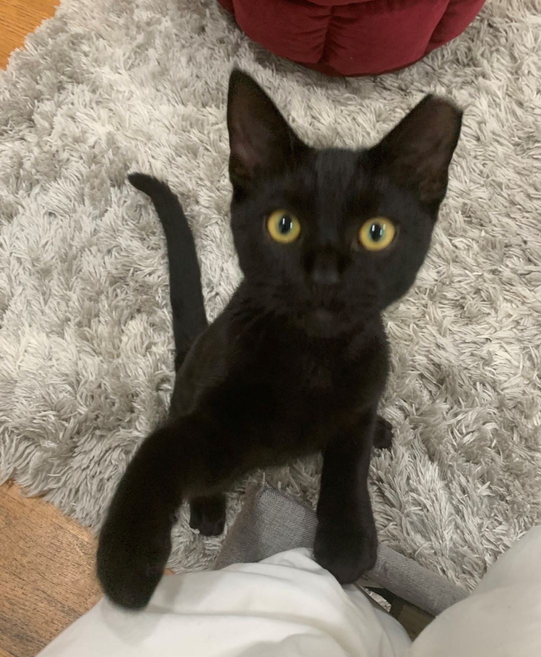 We are so happy for Alfred! This adorable black kitty was <a target='_blank' href='https://www.instagram.com/explore/tags/adopted/'>#adopted</a>! Happy life, Alfred! <a target='_blank' href='https://www.instagram.com/explore/tags/adoptedcats/'>#adoptedcats</a> <a target='_blank' href='https://www.instagram.com/explore/tags/rescuedcats/'>#rescuedcats</a>