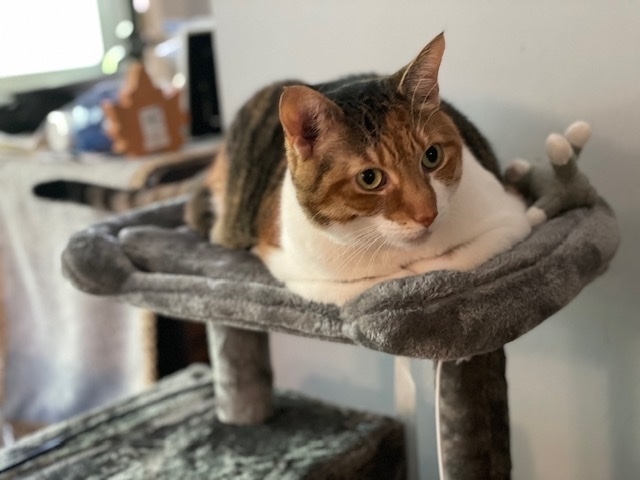 What a sweet update on Gracie, who was <a target='_blank' href='https://www.instagram.com/explore/tags/adopted/'>#adopted</a> earlier this month! <a target='_blank' href='https://www.instagram.com/explore/tags/adoptedcats/'>#adoptedcats</a> <a target='_blank' href='https://www.instagram.com/explore/tags/rescuedcats/'>#rescuedcats</a> <a target='_blank' href='https://www.instagram.com/explore/tags/caturday/'>#caturday</a>⁣
⁣
“I just wanted to give you an update and let you know Gracie is adjusting well and we love her so much already !! She loves rubs under her chin, lounging on the couch on her fuzzy blanket, and purrs so loudly when we pet her. The girls are so excited to have a pet, and we are so thankful to have Gracie! I don’t know if you hear from her previous owner, but if so, you can let her know she is in a loving home and doing well☺️”