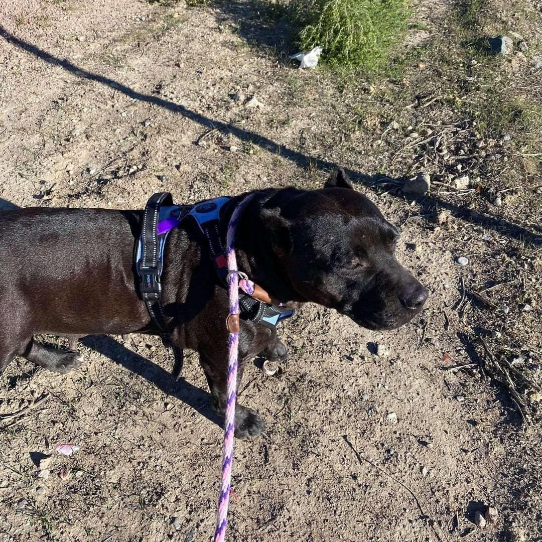 Just a few pics of the pups on their break this morning! Exploring the new scenery of New Mexico!  The fosters and adopters love all the updates we get along the way! Happy Trails Four Paws In Motion!