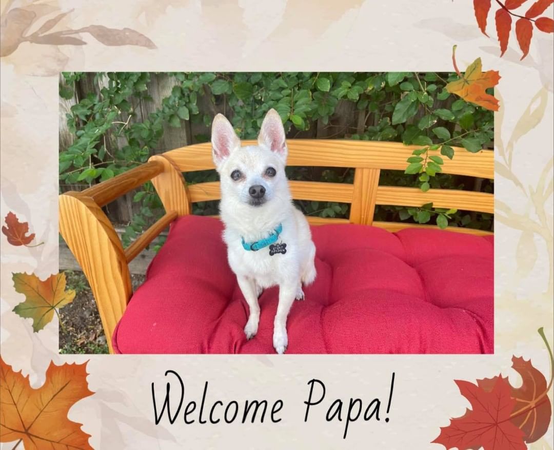 <a target='_blank' href='https://www.instagram.com/explore/tags/AdoptMe/'>#AdoptMe</a>!  <a target='_blank' href='https://www.instagram.com/explore/tags/Papa/'>#Papa</a> is a very sweet gentlemen. He is thought to be a PomChi and has a beautiful coat.  He doesn't mind being brushed.  He is being such a good boy in his <a target='_blank' href='https://www.instagram.com/explore/tags/foster/'>#foster</a> home.  He is also potty trained.  We are having fun teaching him some basic commands.  He is treat motivated! Papa came to us from San Francisco Animal Control. We are able save <a target='_blank' href='https://www.instagram.com/explore/tags/senior/'>#senior</a> dogs with the amazing foster homes willing to help. If you are looking for a wonderful little sidekick, Papa is the one for you!  <a target='_blank' href='https://www.instagram.com/explore/tags/epdPapa/'>#epdPapa</a> <a target='_blank' href='https://www.instagram.com/explore/tags/seniordogsrule/'>#seniordogsrule</a> <a target='_blank' href='https://www.instagram.com/explore/tags/rescued/'>#rescued</a> <a target='_blank' href='https://www.instagram.com/explore/tags/everypetsdream/'>#everypetsdream</a>

🌟 To <a target='_blank' href='https://www.instagram.com/explore/tags/adopt/'>#adopt</a> or read more about Papa or any of our dogs Please visit out website: www.everypetsdream.org
🌟 To apply to <a target='_blank' href='https://www.instagram.com/explore/tags/foster/'>#foster</a> please complete our foster application: www.everypetsdream.org/foster.  We pay for vet care and provide basic supplies and you provide a loving home and help prepare dogs like Papa for their forever home.
🌟To help us SAVE more dogs, please <a target='_blank' href='https://www.instagram.com/explore/tags/donate/'>#donate</a>: https://www.paypal.com/us/fundraiser/charity/2384371