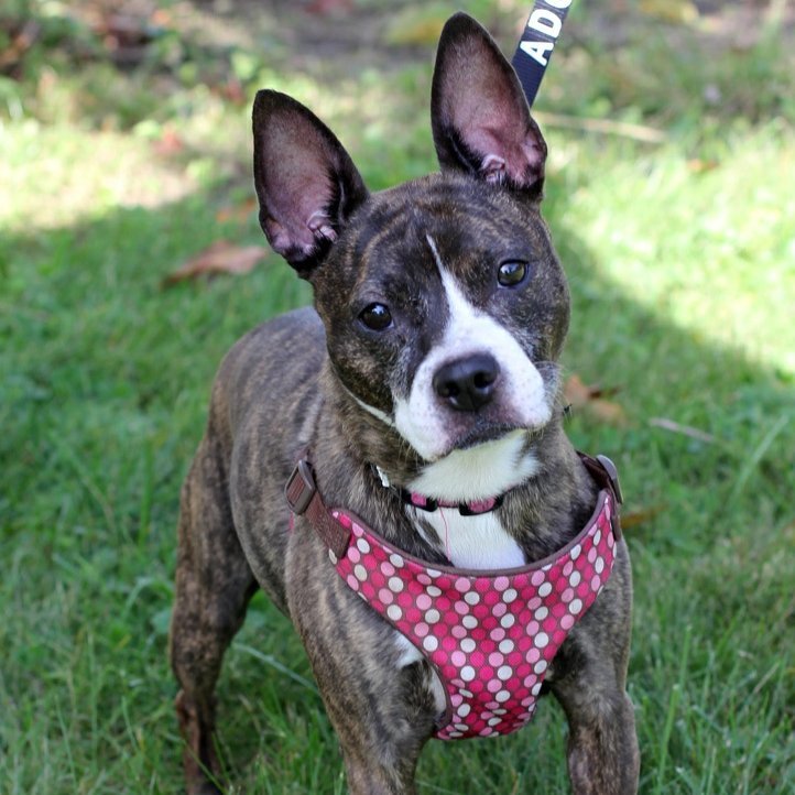 Happy Friday from a few of our adorable pups! 🎉

Interested in adopting? Please visit our website (link in bio) and fill out an adoption application as a first step and/or attend our Meet & Greet Saturday from 11:30am-1:30pm at 7 Harrison Ave Harrison NY

<a target='_blank' href='https://www.instagram.com/explore/tags/adoptabledogs/'>#adoptabledogs</a> <a target='_blank' href='https://www.instagram.com/explore/tags/dogsforadoption/'>#dogsforadoption</a> <a target='_blank' href='https://www.instagram.com/explore/tags/tgifriday/'>#tgifriday</a> <a target='_blank' href='https://www.instagram.com/explore/tags/adoptdontshop/'>#adoptdontshop</a> <a target='_blank' href='https://www.instagram.com/explore/tags/adoptlove/'>#adoptlove</a> <a target='_blank' href='https://www.instagram.com/explore/tags/rescuedogsofinstagram/'>#rescuedogsofinstagram</a> <a target='_blank' href='https://www.instagram.com/explore/tags/feelgoodfriday/'>#feelgoodfriday</a> <a target='_blank' href='https://www.instagram.com/explore/tags/petrescue/'>#petrescue</a> <a target='_blank' href='https://www.instagram.com/explore/tags/friyay/'>#friyay</a> <a target='_blank' href='https://www.instagram.com/explore/tags/westchesterny/'>#westchesterny</a>