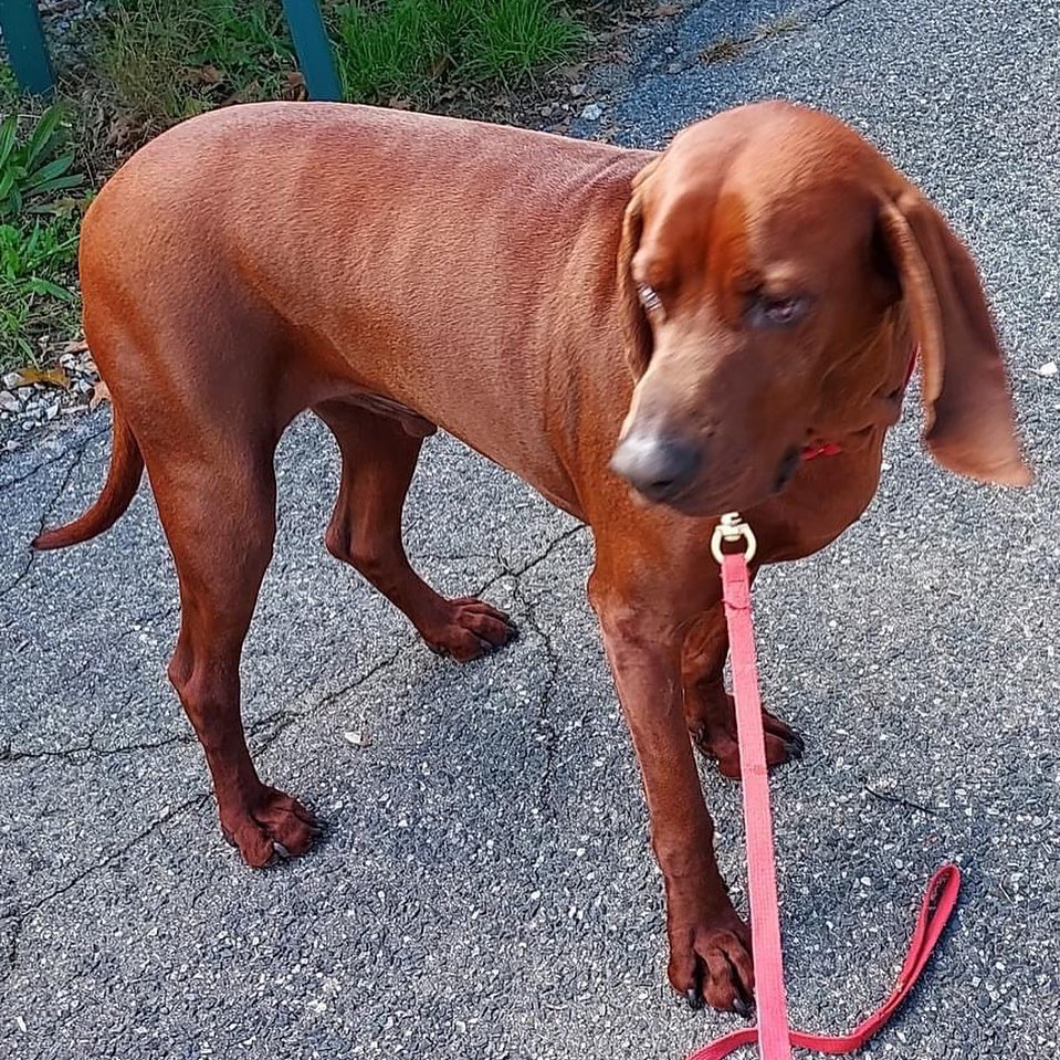 Loki is a 3 yr, 84 lb old male redbone coonhound who is looking for a new home.  Loki is friendly and likes attention from people; he's good with other dogs, and has lived with children.  He's had obedience training and knows 'sit', 'down', and 'paw'. He is housebroken.  Loki has been rehomed a couple of times through no fault of his own. His last home was in an apartment where his loud bark was disturbing to neighbors.  Loki is a good dog and he'll make a great companion.  If interested, please email necoonhoundrescue@gmail.com