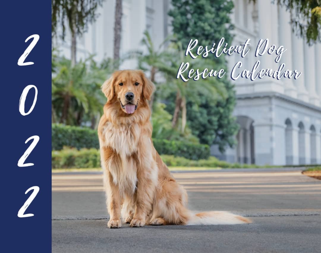 📣 Last Chance for 2022 Calendar Pre-Sales!! 📣

Orders will be placed early next week for the 2022 Resilient Dog Rescue Calendar from @kyleedoylephotography, so be sure to snag yours now!

Calendars are $30 each, and can be ordered via the link in our bio through the weekend. Check it out, and set yourself up for a year of adorable dog photos! 🗓️🐶

👉https://checkout.square.site/buy/QYJZYPSAZZCUSTK3JAGXRHMD