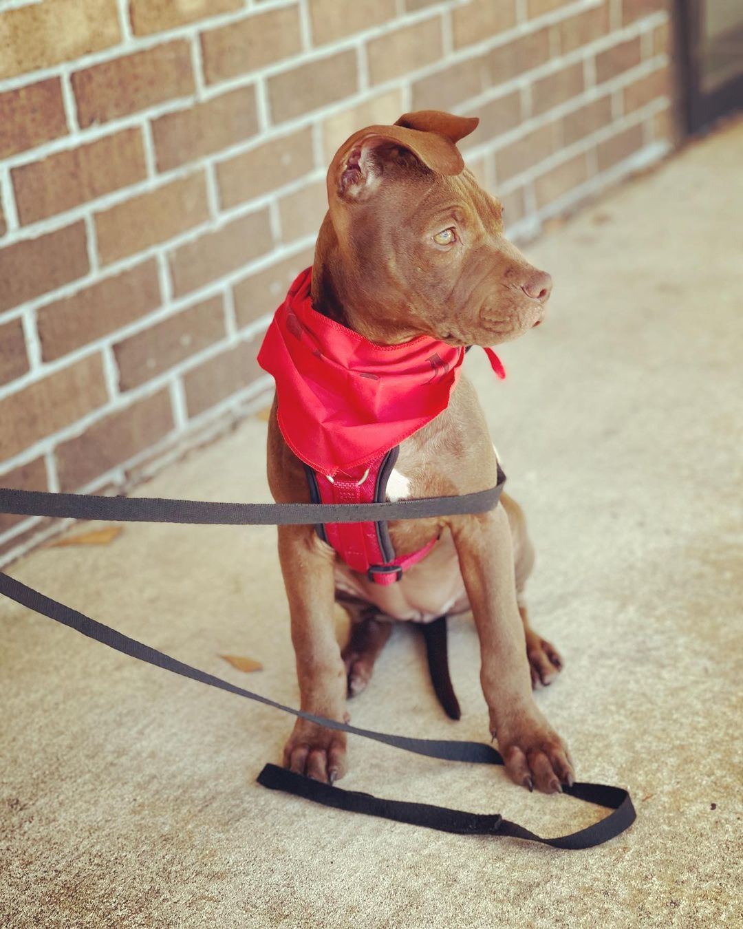 Cuteness Alert🚨 Bella is an adorable 4 month old pitbull mix looking for a home. She is a very affectionate, laidback, playful and smart puppy! Come meet her today at PetSmart on Davis Hwy until 4 pm💜 <a target='_blank' href='https://www.instagram.com/explore/tags/adoptdontshop/'>#adoptdontshop</a> <a target='_blank' href='https://www.instagram.com/explore/tags/rescue/'>#rescue</a> <a target='_blank' href='https://www.instagram.com/explore/tags/foster/'>#foster</a> <a target='_blank' href='https://www.instagram.com/explore/tags/volunteer/'>#volunteer</a> <a target='_blank' href='https://www.instagram.com/explore/tags/juniorhumanesociety/'>#juniorhumanesociety</a> <a target='_blank' href='https://www.instagram.com/explore/tags/puppylove/'>#puppylove</a> <a target='_blank' href='https://www.instagram.com/explore/tags/puppiesofinstagram/'>#puppiesofinstagram</a> <a target='_blank' href='https://www.instagram.com/explore/tags/bestfriend/'>#bestfriend</a> <a target='_blank' href='https://www.instagram.com/explore/tags/pensacola/'>#pensacola</a>