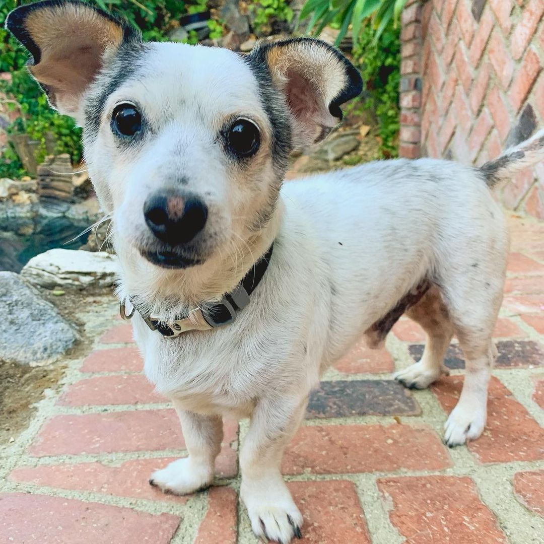 Our sweet sweet 7 year old boy Hank! 😍  Some of you may have met Hank during our events and I’m sure can attest to how great he really is! 🐾🦴 We suspect he is a Terrier and Corgi mix of sorts! He had been roaming the streets a long time, and malnourished before we rescued him! He is a little vision impaired as he doesn’t seem to see things from far distances. 👓🤓. He is the best boi, upbeat ✅, precious ✅, quiet and calm ✅✅. He’s just looking for someone with whom to cuddle with and be loved. We are looking for a forever home with parents who can love on and give him all the attention. Another calm mid aged dog would be a huge plus! 🐶🐶
Hank would love nothing more than finding a forever home with a nice human to share the couch with 🥺♥️🥔🛋 If you’d like to open your home and your heart to Hank, please fill out a form on our site 🙏🏼♥️