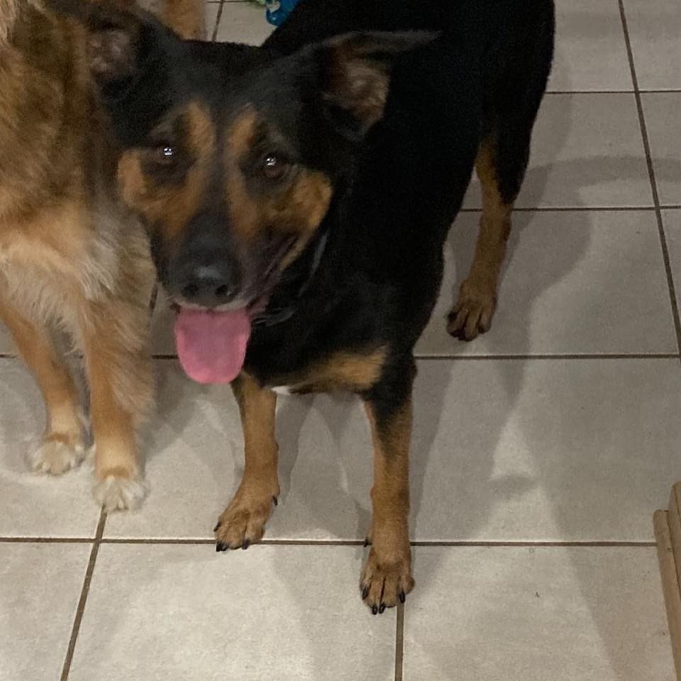Winona, 2.5 yr old Black Mouth Cur Mix. She’s fully housebroken, up to date on vaccines & spayed. Great with dogs and kids. Loves to go for walks or just snuggle next to you. She is the sweetest dog ever, just wants your love. If this beautiful tripod is the girl for you, please submit your application at oarwny.org 💕💕💕