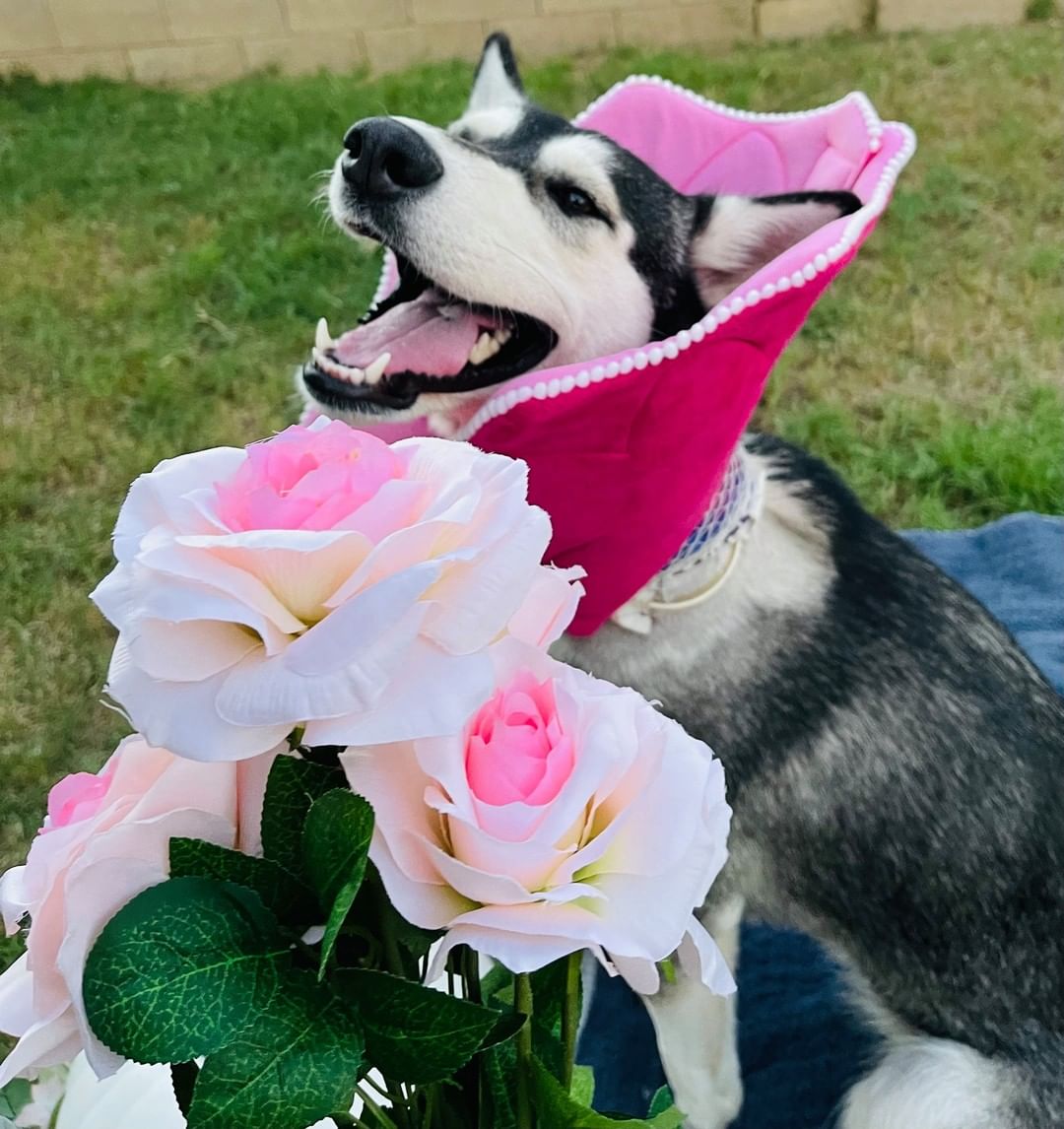 🕸🖤🎃👻 SPOOKY PUP OF THE DAY 👻🎃🖤🕸

Remember Estrella? She's a tough one to forget! This girl is so, so sweet, which is amazing after all she has been through. We responded to a rescue plea from the Arizona Humane Society to take in a husky who had been shot in the mouth. As best the vets could tell, the bullet trajectory went through her tongue and out her neck. She is so lucky to be alive! Her jawbone was broken so badly an entire piece of it was detached and floating freely. 

She had her surgery September 15th, and we just had her check-up at 4 weeks post surgery. She is starting to heal (and she looks amazing and is so loved!), but her bones definitely need some more time. Her foster is taking great care of her in the meantime, and will also be adopting her once she gets the medical all clear!

Estrella is doing so great with the other pups in the foster's home - though she just wants to play so keeping her calm to heal has been the most difficult part of her journey so far. We love her positive attitude and smiles after all that happened to her. 

She is a pretty little flower (and a rainbow!) for Halloween this year. 

<a target='_blank' href='https://www.instagram.com/explore/tags/rescue/'>#rescue</a> <a target='_blank' href='https://www.instagram.com/explore/tags/husky/'>#husky</a> <a target='_blank' href='https://www.instagram.com/explore/tags/huskyrescue/'>#huskyrescue</a> <a target='_blank' href='https://www.instagram.com/explore/tags/azhusky/'>#azhusky</a> <a target='_blank' href='https://www.instagram.com/explore/tags/azhuskyrescue/'>#azhuskyrescue</a> <a target='_blank' href='https://www.instagram.com/explore/tags/rescuehusky/'>#rescuehusky</a> <a target='_blank' href='https://www.instagram.com/explore/tags/siberianhusky/'>#siberianhusky</a> <a target='_blank' href='https://www.instagram.com/explore/tags/huskymix/'>#huskymix</a> <a target='_blank' href='https://www.instagram.com/explore/tags/huskies/'>#huskies</a> <a target='_blank' href='https://www.instagram.com/explore/tags/huskiesofinstagram/'>#huskiesofinstagram</a> <a target='_blank' href='https://www.instagram.com/explore/tags/flower/'>#flower</a> <a target='_blank' href='https://www.instagram.com/explore/tags/rainbow/'>#rainbow</a> <a target='_blank' href='https://www.instagram.com/explore/tags/halloween/'>#halloween</a> <a target='_blank' href='https://www.instagram.com/explore/tags/dogsincostume/'>#dogsincostume</a> <a target='_blank' href='https://www.instagram.com/explore/tags/trickortreat/'>#trickortreat</a>