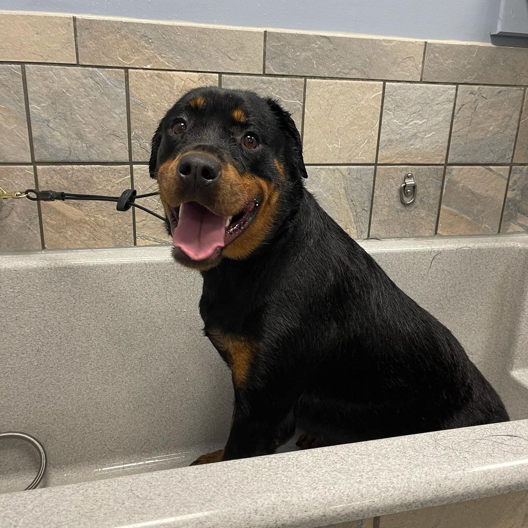 Remi was excellent for her bath today! 🧼 🛁 🐾 
<a target='_blank' href='https://www.instagram.com/explore/tags/rishelterdogs/'>#rishelterdogs</a> <a target='_blank' href='https://www.instagram.com/explore/tags/fosteringsaveslives/'>#fosteringsaveslives</a> <a target='_blank' href='https://www.instagram.com/explore/tags/rottiesofinstagram/'>#rottiesofinstagram</a> <a target='_blank' href='https://www.instagram.com/explore/tags/rottweilerrescue/'>#rottweilerrescue</a>