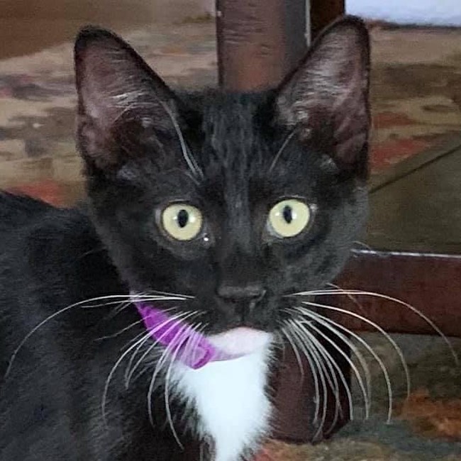 Meet handsome Buddy Holly. 
He is a friendly 6 month old tuxedo. 
 
Buddy was having some problems urinating.  He kept going to the box, and nothing was happening. Something clearly was not right, so he went to the vet today. ￼

Turned out this poor baby has a urethral obstruction, his urethra is very short,  maybe a birth defect. Right now he is obstructed, has bleeding and it is infected. He needs a catheter placed overnight, IV fluid, lab, sedation and multiple medications. He will also need a special diet, so this hopefully doesn't happen again. 

It is going to  run over $1100. 

The vet said she was surprised he was not crying more, his urethra is so swollen and blocked.  Only a little urine would come out at a time. When she palpated his bladder bloody urine came out. That was  before he had a catheter put in. 

The vet said with all of this done for him, along with a special diet,  he can possibly avoid surgery.

We are hoping to have a fundraiser for this little guy, so he can be more comfortable and play like the sweet kitten we know again! 

Thank you so much, as always, for your care and concern for our needy cats and dogs, puppies and kittens. 🐾🐾

￼(link in bio)donations for Buddy Holly’s care. <a target='_blank' href='https://www.instagram.com/explore/tags/donate/'>#donate</a> <a target='_blank' href='https://www.instagram.com/explore/tags/adoptme/'>#adoptme</a> <a target='_blank' href='https://www.instagram.com/explore/tags/rescuecat/'>#rescuecat</a> <a target='_blank' href='https://www.instagram.com/explore/tags/rescue/'>#rescue</a> <a target='_blank' href='https://www.instagram.com/explore/tags/volunteer/'>#volunteer</a> <a target='_blank' href='https://www.instagram.com/explore/tags/veterinarian/'>#veterinarian</a> <a target='_blank' href='https://www.instagram.com/explore/tags/rehabilitation/'>#rehabilitation</a> <a target='_blank' href='https://www.instagram.com/explore/tags/fundraiserevent/'>#fundraiserevent</a> <a target='_blank' href='https://www.instagram.com/explore/tags/texas/'>#texas</a> <a target='_blank' href='https://www.instagram.com/explore/tags/sanantoniotx/'>#sanantoniotx</a>🇺🇸 <a target='_blank' href='https://www.instagram.com/explore/tags/newbraunfels/'>#newbraunfels</a> <a target='_blank' href='https://www.instagram.com/explore/tags/tuxedocat/'>#tuxedocat</a>