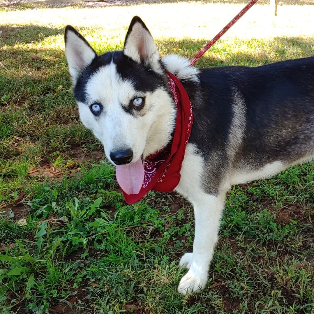 Meet Boomer. He's 1.5 years old, super sweet and quite goofy 😜😜. He's good with adults and children and his current BFF is Missy, also adoptable (she's the only one left of Lizzo's puppies) Adopt one or both!! 
.
.
.
.
<a target='_blank' href='https://www.instagram.com/explore/tags/singingdogfarm/'>#singingdogfarm</a> <a target='_blank' href='https://www.instagram.com/explore/tags/singingdogfarmrescue/'>#singingdogfarmrescue</a> <a target='_blank' href='https://www.instagram.com/explore/tags/huskyrescue/'>#huskyrescue</a> <a target='_blank' href='https://www.instagram.com/explore/tags/adoptablehusky/'>#adoptablehusky</a> <a target='_blank' href='https://www.instagram.com/explore/tags/rescuehuskies/'>#rescuehuskies</a> <a target='_blank' href='https://www.instagram.com/explore/tags/nchuskies/'>#nchuskies</a> <a target='_blank' href='https://www.instagram.com/explore/tags/huskiesareawesome/'>#huskiesareawesome</a> <a target='_blank' href='https://www.instagram.com/explore/tags/adoptahusky/'>#adoptahusky</a> <a target='_blank' href='https://www.instagram.com/explore/tags/adoptablehuskies/'>#adoptablehuskies</a> <a target='_blank' href='https://www.instagram.com/explore/tags/siberianhusky/'>#siberianhusky</a> <a target='_blank' href='https://www.instagram.com/explore/tags/siberianhuskydogs/'>#siberianhuskydogs</a> <a target='_blank' href='https://www.instagram.com/explore/tags/ncdogs/'>#ncdogs</a> <a target='_blank' href='https://www.instagram.com/explore/tags/rescuedogs/'>#rescuedogs</a> <a target='_blank' href='https://www.instagram.com/explore/tags/huskiesofinstagram/'>#huskiesofinstagram</a> <a target='_blank' href='https://www.instagram.com/explore/tags/huskiesofig/'>#huskiesofig</a> <a target='_blank' href='https://www.instagram.com/explore/tags/ncrescuedogs/'>#ncrescuedogs</a>