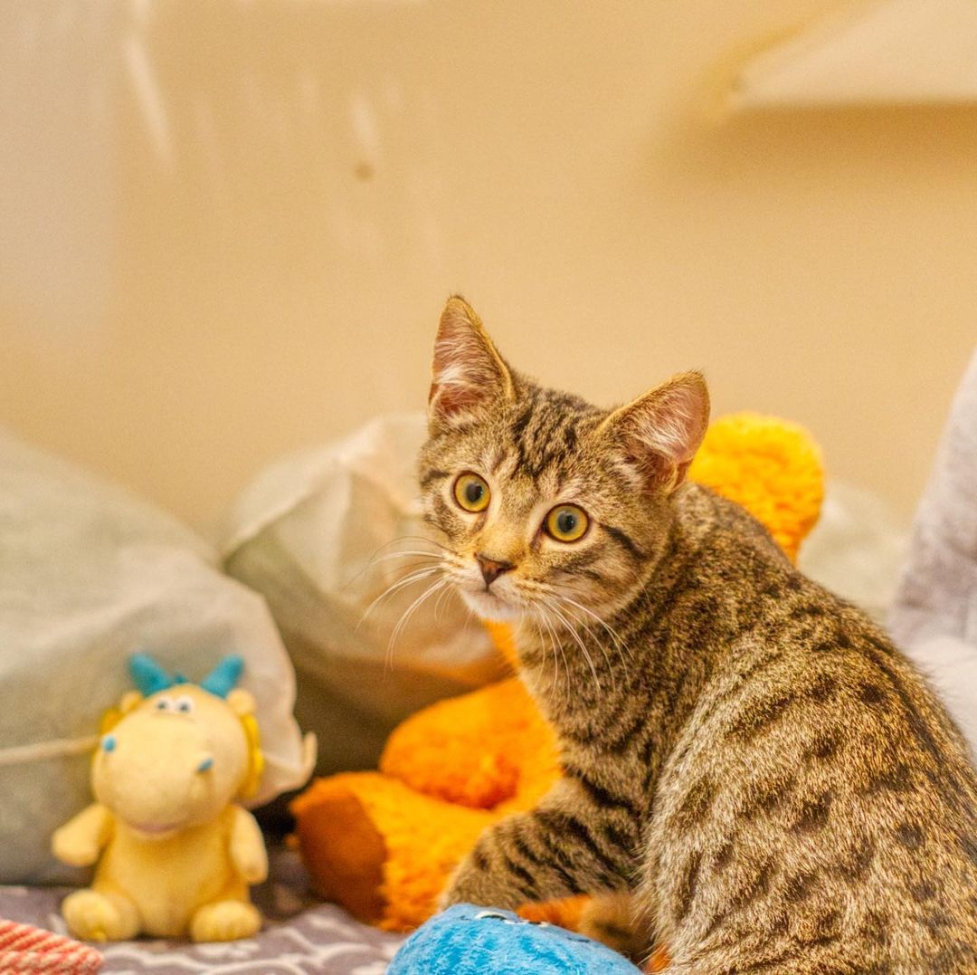 Toaster Strudel is a sweet 17 weeks old tabby kitten. Sometimes will meow at you if you look at him. Enjoys being petted on and be given affection. Playful with other kittens and toys. Curious of calm dogs and will walk up to sniff them.

To adopt, please fill out an adoption application at https://www.threepawsrescue.org/adoption-application/

For information about adoption fee, please visit https://www.threepawsrescue.org/adoption-fees/

To learn about the adoption process, please visit https://www.threepawsrescue.org/adoption-process/

<a target='_blank' href='https://www.instagram.com/explore/tags/adoptdontshop/'>#adoptdontshop</a> <a target='_blank' href='https://www.instagram.com/explore/tags/adopt/'>#adopt</a> <a target='_blank' href='https://www.instagram.com/explore/tags/adoptme/'>#adoptme</a> <a target='_blank' href='https://www.instagram.com/explore/tags/fosteringsaveslives/'>#fosteringsaveslives</a> <a target='_blank' href='https://www.instagram.com/explore/tags/cats/'>#cats</a> <a target='_blank' href='https://www.instagram.com/explore/tags/catsofinstagram/'>#catsofinstagram</a> <a target='_blank' href='https://www.instagram.com/explore/tags/catscatscats/'>#catscatscats</a> <a target='_blank' href='https://www.instagram.com/explore/tags/adoptacat/'>#adoptacat</a> <a target='_blank' href='https://www.instagram.com/explore/tags/catstagram/'>#catstagram</a> <a target='_blank' href='https://www.instagram.com/explore/tags/adoptable/'>#adoptable</a> <a target='_blank' href='https://www.instagram.com/explore/tags/atlanta/'>#atlanta</a> <a target='_blank' href='https://www.instagram.com/explore/tags/atl/'>#atl</a> <a target='_blank' href='https://www.instagram.com/explore/tags/atlcat/'>#atlcat</a> <a target='_blank' href='https://www.instagram.com/explore/tags/rescuecat/'>#rescuecat</a> <a target='_blank' href='https://www.instagram.com/explore/tags/rescuedismyfavoritebreed/'>#rescuedismyfavoritebreed</a> <a target='_blank' href='https://www.instagram.com/explore/tags/rescuecatsofinstagram/'>#rescuecatsofinstagram</a> <a target='_blank' href='https://www.instagram.com/explore/tags/catsofig/'>#catsofig</a> <a target='_blank' href='https://www.instagram.com/explore/tags/catsofinsta/'>#catsofinsta</a> <a target='_blank' href='https://www.instagram.com/explore/tags/atlantacat/'>#atlantacat</a> <a target='_blank' href='https://www.instagram.com/explore/tags/catsofatlanta/'>#catsofatlanta</a> <a target='_blank' href='https://www.instagram.com/explore/tags/catsofatl/'>#catsofatl</a> <a target='_blank' href='https://www.instagram.com/explore/tags/atlantarescuecats/'>#atlantarescuecats</a> <a target='_blank' href='https://www.instagram.com/explore/tags/rescuecatsofatlanta/'>#rescuecatsofatlanta</a> <a target='_blank' href='https://www.instagram.com/explore/tags/kitty/'>#kitty</a> <a target='_blank' href='https://www.instagram.com/explore/tags/threepawsrescue/'>#threepawsrescue</a>