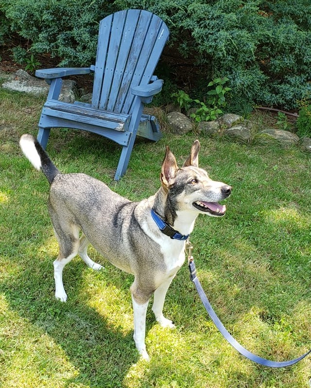 Newton is waiting for his forever home!  About six years old, he's a mixed breed dog (possibly basenji or Canaan Dog mix). 

Newton will be happiest with an adult family with a quiet lifestyle.  He does need to be the only dog in the home but would be fine living with a dog-savvy cat or two. 

It takes Newton a few minutes to get to know new people.  Once he does, he becomes a fast and loyal friend <3 

He enjoys long walks and just 