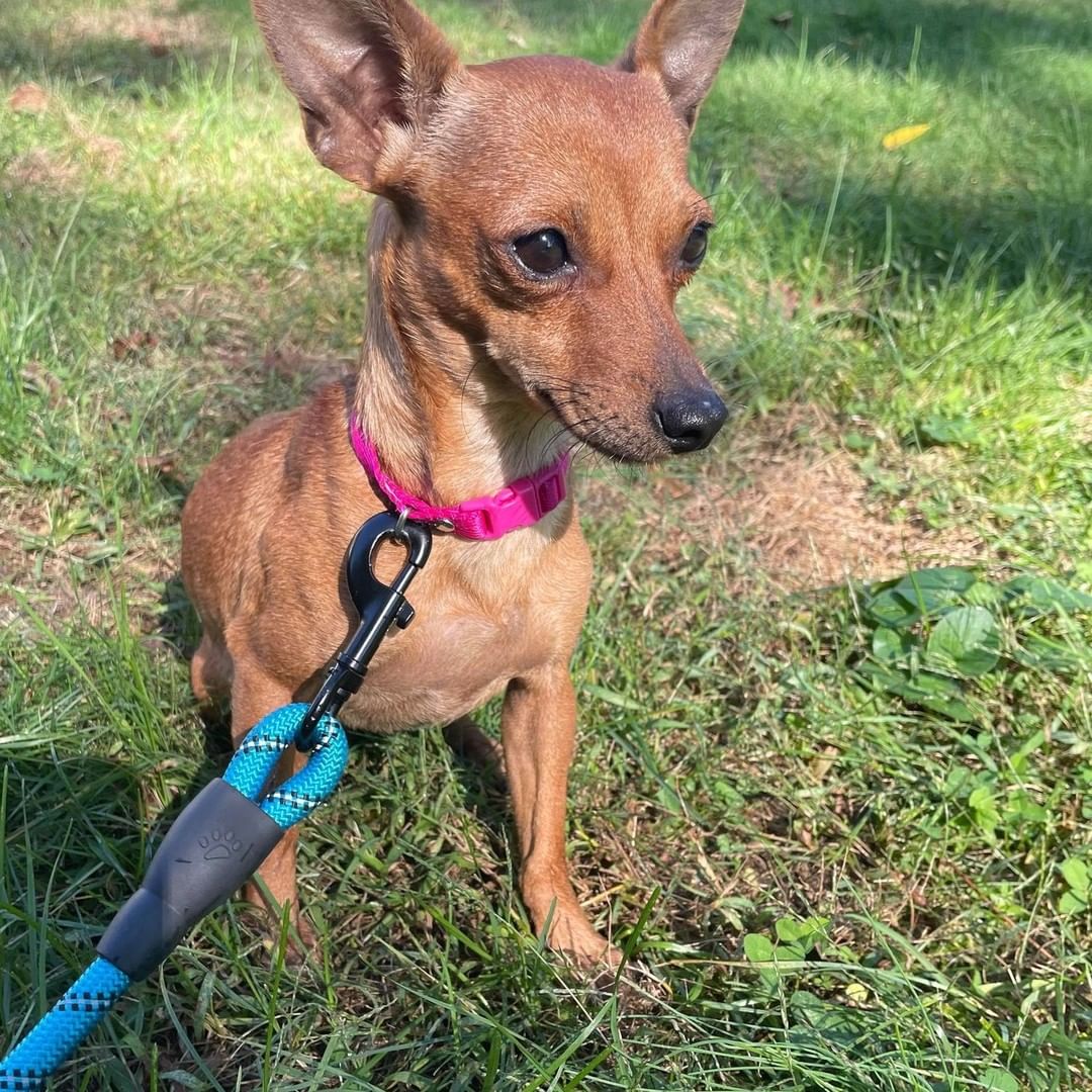 Tommy had a meet and greet today, but it did not work out - no fault of Tommy's.  One of the other dogs in the home was not a fan 🙁  So this adorable tiny pup is still looking for his forever home.
About two years old, Tommy is a dachshund mix, and a true cuddle-bug.  He absolutely loves being loved ❤  He gets along well with other small dogs - he could easily be overwhelmed by a medium or large-sized dog - he weighs only 7 lbs and is a somewhat timid soul. 
We think he would be fine living with dog-savvy cats - most of them would be larger than Tommy so if anyone feels overwhelmed it will probably be Tommy!
He will do best with a family whose lifestyle is fairly quiet - he would not do well with a lot of commotion. If there are children in the home, older children (13 years old or older) will be the best match. 
We would like to see Tommy in a home with a confident (but not dominant) small dog - timid dogs tend to gain confidence from other dogs.
A fenced yard would be a huge plus for him - he is still getting accustomed to walking on a leash.  He's doing well with that and making progress.
Tommy is cute as a button and will wiggle his way right into your heart in minutes ❤ 
To adopt, please message us for an application.
<a target='_blank' href='https://www.instagram.com/explore/tags/furryfriendsct/'>#furryfriendsct</a> <a target='_blank' href='https://www.instagram.com/explore/tags/dogsofinst/'>#dogsofinst</a>àgram <a target='_blank' href='https://www.instagram.com/explore/tags/dachshund/'>#dachshund</a> <a target='_blank' href='https://www.instagram.com/explore/tags/resduedachshund/'>#resduedachshund</a> <a target='_blank' href='https://www.instagram.com/explore/tags/rescuedoxie/'>#rescuedoxie</a> @<a target='_blank' href='https://www.instagram.com/explore/tags/rescuedogsarebest/'>#rescuedogsarebest</a> <a target='_blank' href='https://www.instagram.com/explore/tags/adoptarescuedogtoday/'>#adoptarescuedogtoday</a>