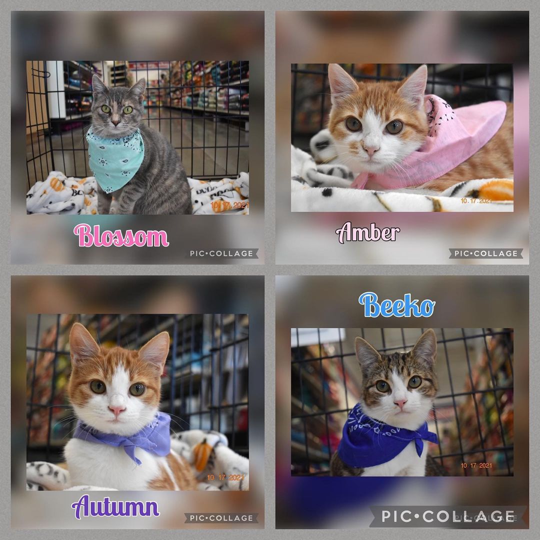 ❤️ Blossom and her kittens are at Petsense waiting for their forever home, they’re such sweet kitties. 😽 If you would like adopt please contact us  706-937-2287 or email @
ngaa.animals@gmail.com