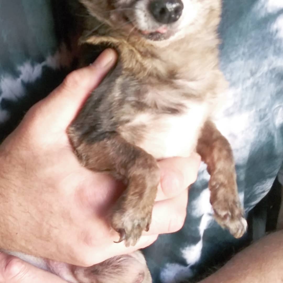 S.O.S.  FOSTERS NEEDED IN OR NEAR VALLEJO, CA

I had someone call me who has 9 Chihuahuas 3  pounds and under, ranging in age 2 years to 10 years... I need fosters. We pay for everything supplies and medical.

https://www.gunterslegacy.org/glar-foster-application

Armani is 8 male. 4lbs friendly quirky like most people

Gucci is 2 female 5lbs
Hyper cat like jumping skills super friendly still puppy shreds all toys loves to play and will nip if fighting for your affection

Giggy 8 male 3.5lbs
Super sweet talks to you by little tips. 

Lala 8 female 3lbs
Sweet playful not as accepting of strangers but not snarky

Angel 9 female 3lbs one person type dog protective and great mouse hunter. No fear loves other small dogs

Daddy 7 male 2.5lbs 
Super friendly but quirky he circles when happy or nervousness has set him off gets along with everyone
 
Ginger 6y/o (who looks like Angel but didn't include by accident) female 3 lbs
No fear nips ankles friendly if she likes you...

Tommy male 3.5lbs 12y/o
Super sweet loves everyone
Gets picked on a lot but also Mr.peepee. 

Lucy female 7, 3lbs
Not nice but can be trained
When she was given to me she was the only dog and a bit nippy. She sleeps with 2 other girls.

<a target='_blank' href='https://www.instagram.com/explore/tags/chihuahuasofig/'>#chihuahuasofig</a> 
<a target='_blank' href='https://www.instagram.com/explore/tags/chihuahuas/'>#chihuahuas</a> 
<a target='_blank' href='https://www.instagram.com/explore/tags/chihuahualovers/'>#chihuahualovers</a> 
<a target='_blank' href='https://www.instagram.com/explore/tags/seniorescuedogs/'>#seniorescuedogs</a> 
<a target='_blank' href='https://www.instagram.com/explore/tags/seniorchihuahuaofig/'>#seniorchihuahuaofig</a> 
<a target='_blank' href='https://www.instagram.com/explore/tags/fosteringsavelives/'>#fosteringsavelives</a> 
<a target='_blank' href='https://www.instagram.com/explore/tags/adoptdontshop/'>#adoptdontshop</a> 
<a target='_blank' href='https://www.instagram.com/explore/tags/dogsoftiktok/'>#dogsoftiktok</a>
<a target='_blank' href='https://www.instagram.com/explore/tags/rescuedogsoftiktok/'>#rescuedogsoftiktok</a>