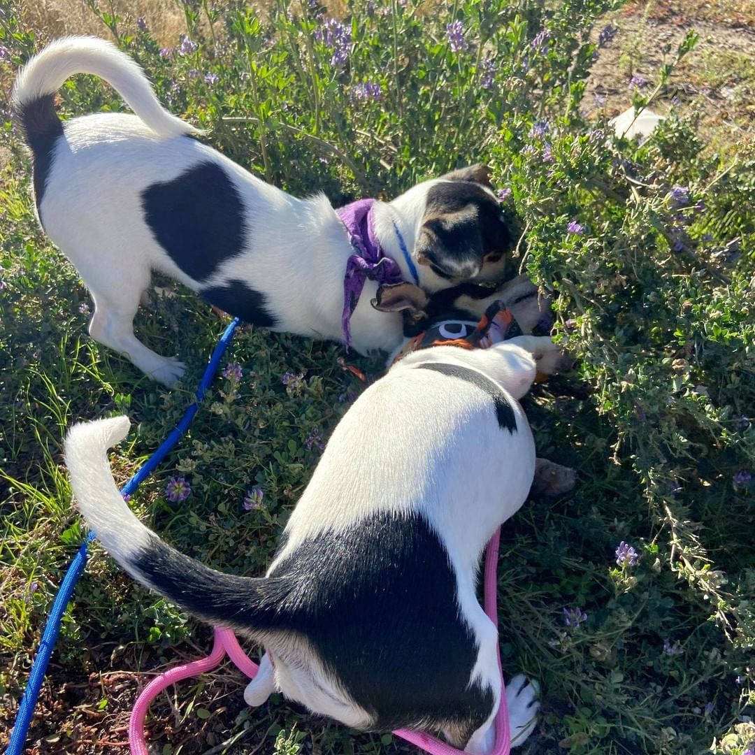 Just a few pics of the pups on their break this morning! Exploring the new scenery of New Mexico!  The fosters and adopters love all the updates we get along the way! Happy Trails Four Paws In Motion!