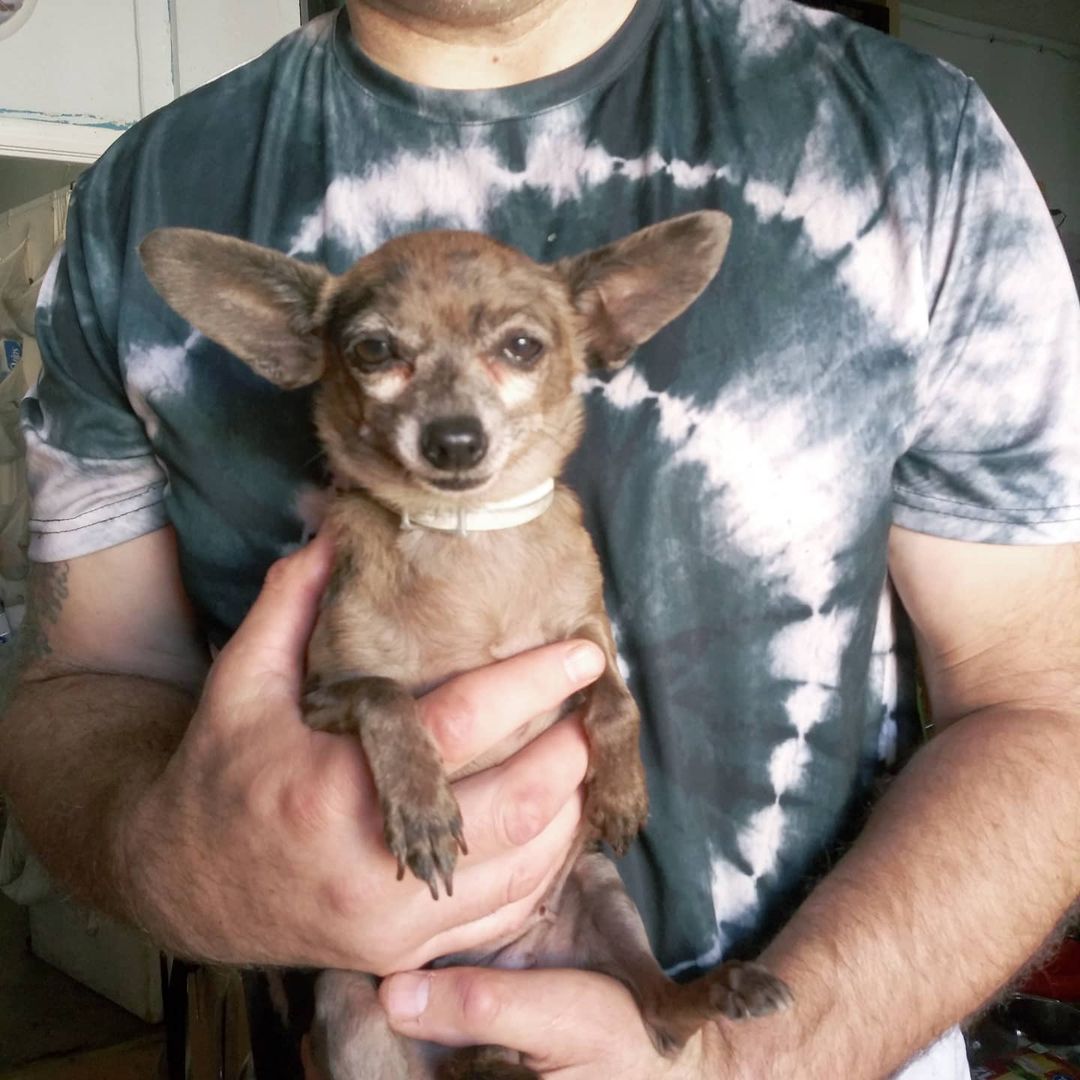 S.O.S.  FOSTERS NEEDED IN OR NEAR VALLEJO, CA

I had someone call me who has 9 Chihuahuas 3  pounds and under, ranging in age 2 years to 10 years... I need fosters. We pay for everything supplies and medical.

https://www.gunterslegacy.org/glar-foster-application

Armani is 8 male. 4lbs friendly quirky like most people

Gucci is 2 female 5lbs
Hyper cat like jumping skills super friendly still puppy shreds all toys loves to play and will nip if fighting for your affection

Giggy 8 male 3.5lbs
Super sweet talks to you by little tips. 

Lala 8 female 3lbs
Sweet playful not as accepting of strangers but not snarky

Angel 9 female 3lbs one person type dog protective and great mouse hunter. No fear loves other small dogs

Daddy 7 male 2.5lbs 
Super friendly but quirky he circles when happy or nervousness has set him off gets along with everyone
 
Ginger 6y/o (who looks like Angel but didn't include by accident) female 3 lbs
No fear nips ankles friendly if she likes you...

Tommy male 3.5lbs 12y/o
Super sweet loves everyone
Gets picked on a lot but also Mr.peepee. 

Lucy female 7, 3lbs
Not nice but can be trained
When she was given to me she was the only dog and a bit nippy. She sleeps with 2 other girls.

<a target='_blank' href='https://www.instagram.com/explore/tags/chihuahuasofig/'>#chihuahuasofig</a> 
<a target='_blank' href='https://www.instagram.com/explore/tags/chihuahuas/'>#chihuahuas</a> 
<a target='_blank' href='https://www.instagram.com/explore/tags/chihuahualovers/'>#chihuahualovers</a> 
<a target='_blank' href='https://www.instagram.com/explore/tags/seniorescuedogs/'>#seniorescuedogs</a> 
<a target='_blank' href='https://www.instagram.com/explore/tags/seniorchihuahuaofig/'>#seniorchihuahuaofig</a> 
<a target='_blank' href='https://www.instagram.com/explore/tags/fosteringsavelives/'>#fosteringsavelives</a> 
<a target='_blank' href='https://www.instagram.com/explore/tags/adoptdontshop/'>#adoptdontshop</a> 
<a target='_blank' href='https://www.instagram.com/explore/tags/dogsoftiktok/'>#dogsoftiktok</a>
<a target='_blank' href='https://www.instagram.com/explore/tags/rescuedogsoftiktok/'>#rescuedogsoftiktok</a>