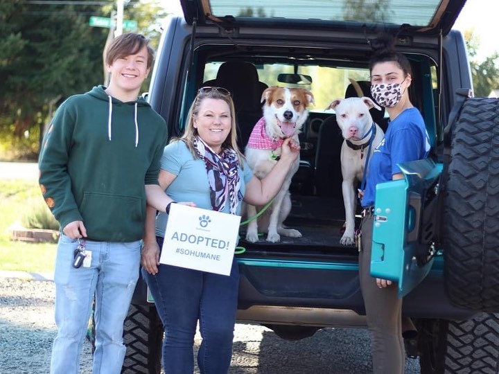 Busy, busy week here at SoHumane! 23 dogs and cats found forever homes this week. While the week isn't quite over yet we wanted to highlight some special adoptions that happened!

Featured are Pixie, Lloyd, and Floyd each eagerly jumping into their families car as soon their adoption was completed. 

Pixi found a home where she'll get plenty of one-on-one attention and might even go to work with her new dad! 

Floyd went home with fellow SoHumane alumni Baya. 
While Lloyd has a new playmate to romp around in the yard.

Nothing makes our hearts melt more than seeing these sweet dogs and cats go home. Congrats to all the families who adopted this week! ❤❤❤