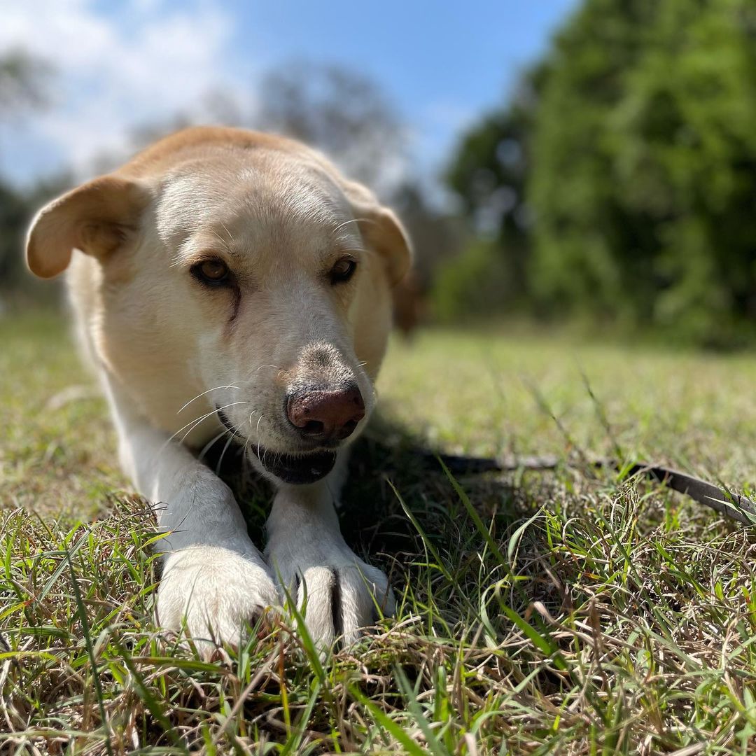 Adopt Loki. He’s 4-5 years old, 70 pounds, neutered, healthy, and in need of a best human friend who doesn’t have many other dogs to take care of. Loki thrives on routine and stability. Can you give him the love and security he craves?
<a target='_blank' href='https://www.instagram.com/explore/tags/adoptdontshop/'>#adoptdontshop</a> <a target='_blank' href='https://www.instagram.com/explore/tags/fosteringsaveslives/'>#fosteringsaveslives</a> <a target='_blank' href='https://www.instagram.com/explore/tags/boringisgood/'>#boringisgood</a> <a target='_blank' href='https://www.instagram.com/explore/tags/stability/'>#stability</a> <a target='_blank' href='https://www.instagram.com/explore/tags/routine/'>#routine</a> <a target='_blank' href='https://www.instagram.com/explore/tags/love/'>#love</a> <a target='_blank' href='https://www.instagram.com/explore/tags/austintexas/'>#austintexas</a>