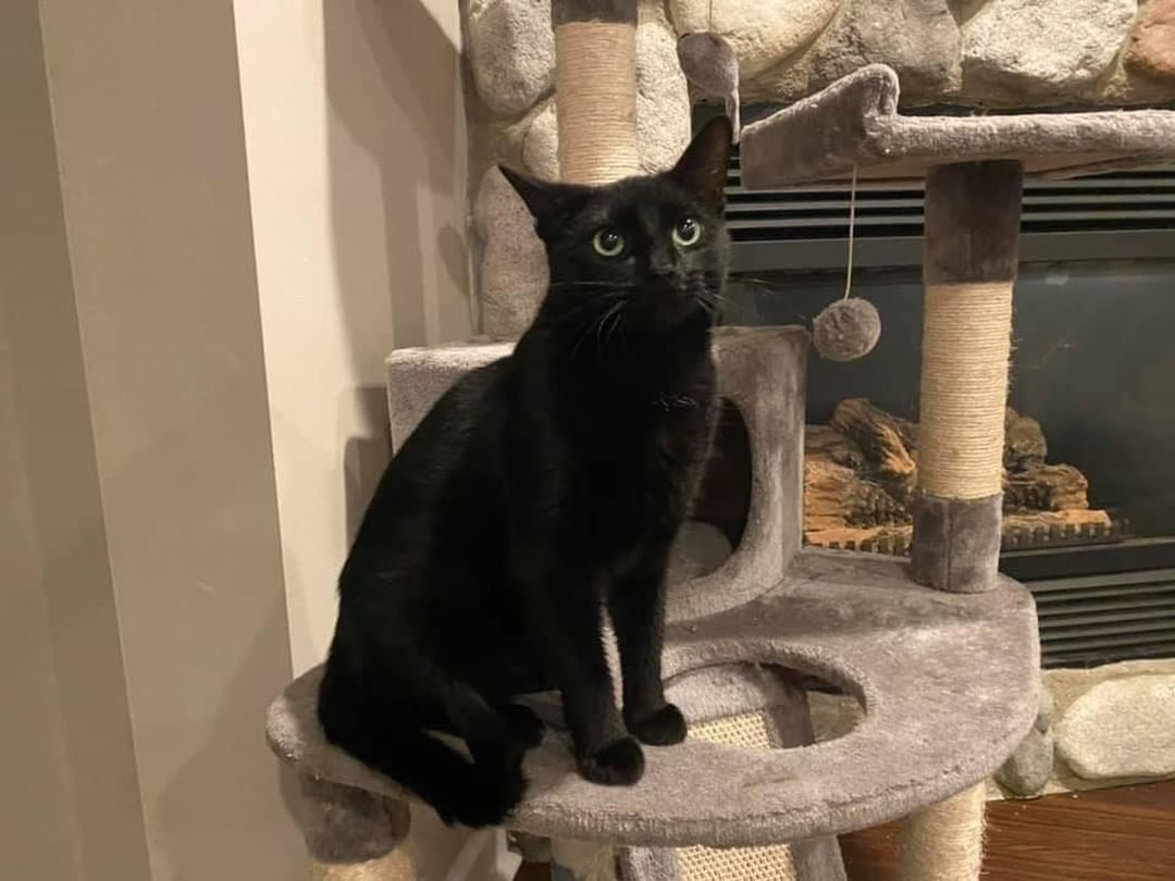 🐾🍁🐾 MEET SQUEAK! 🐾🍁🐾

🖤 Squeak is an one year old, gorgeous, lanky house panther. He’s huge! Not heavy but really tall and lanky!
🖤 He has the greenest eyes and the shiniest fur. 
🖤 He is affectionate and a pleasure to have around. 
🐾 Tolerates other cats fine, but isn’t overly interactive with them. Would likely be ok with respectful dogs!

✔️ Neutered, up to date on vaccinations, tested and microchipped!

If you are interested in adopting this pet, please head to www.pettalesrescue.com and fill out an application ✍🏼