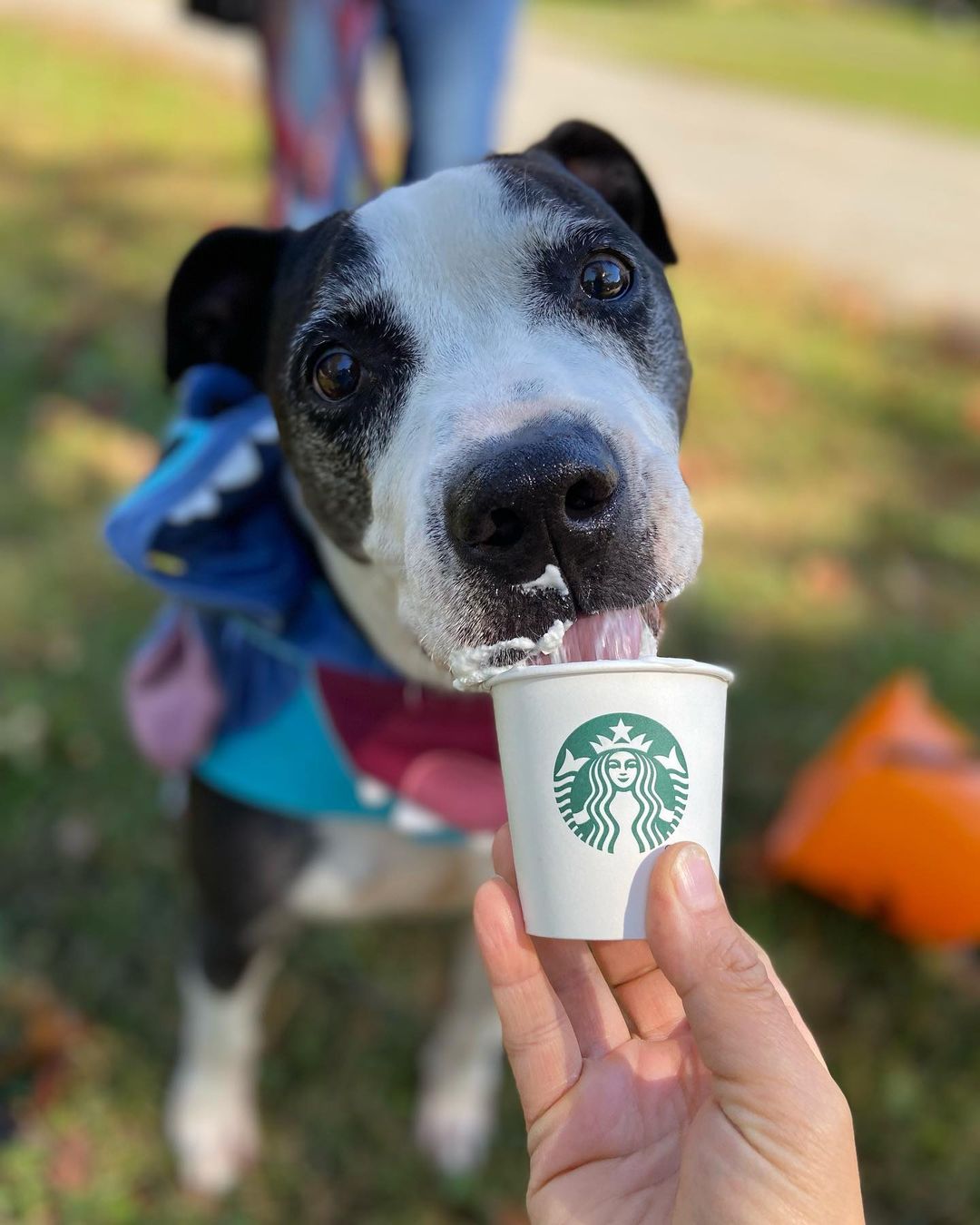 Foster pup Bogey went out trick or treating today and his treat was a pup cup! Look at how cute he is! Can you believe that no one has wanted to meet or adopt Bogey? <a target='_blank' href='https://www.instagram.com/explore/tags/rescuedog/'>#rescuedog</a> <a target='_blank' href='https://www.instagram.com/explore/tags/adoptdontshop/'>#adoptdontshop</a> <a target='_blank' href='https://www.instagram.com/explore/tags/rescuepittie/'>#rescuepittie</a> <a target='_blank' href='https://www.instagram.com/explore/tags/pupcup/'>#pupcup</a> <a target='_blank' href='https://www.instagram.com/explore/tags/puppaccino/'>#puppaccino</a> <a target='_blank' href='https://www.instagram.com/explore/tags/dogsincostumes/'>#dogsincostumes</a> <a target='_blank' href='https://www.instagram.com/explore/tags/aarftn/'>#aarftn</a> <a target='_blank' href='https://www.instagram.com/explore/tags/adoptme/'>#adoptme</a>