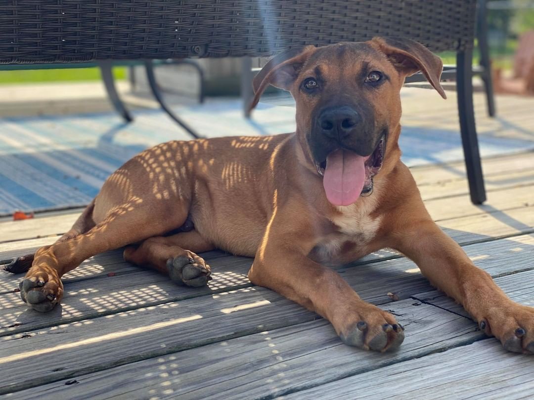 Lava is relaxing in his foster home :) He's a sweet, playful, lovable puppy about 5 months old.  He's a mixed breed dog - not sure of the mix - he and his three siblings (also available for adoption - see their posts on this page) look very different from each other.  Lava loves other dogs and will be happy to live with children 7 years old or older.  He'd love a fenced yard and a family who will take him out and about on adventures.  He is house trained, crate trained, and learning his basic commands.  Lava will be a wonderful new family member!  To adopt, please message us for an application.
<a target='_blank' href='https://www.instagram.com/explore/tags/furryfriendsct/'>#furryfriendsct</a> <a target='_blank' href='https://www.instagram.com/explore/tags/fffr/'>#fffr</a> <a target='_blank' href='https://www.instagram.com/explore/tags/rescueadogsavealife/'>#rescueadogsavealife</a> <a target='_blank' href='https://www.instagram.com/explore/tags/adoptarescuedogtoday/'>#adoptarescuedogtoday</a> <a target='_blank' href='https://www.instagram.com/explore/tags/adoptdontshop/'>#adoptdontshop</a> <a target='_blank' href='https://www.instagram.com/explore/tags/rescuedogsofinstagram/'>#rescuedogsofinstagram</a>