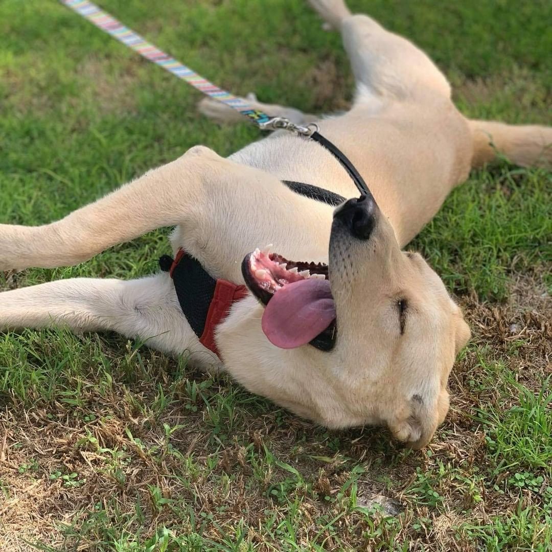 Tongue Out 👅 Tuesday! Show us your pup's best pic! 

This is Suni and she looks like she's enjoying life in her foster home.  But I'm sure she would love to have a forever home! If interested in adoption please email us at secondchanceresq@gmail.com.