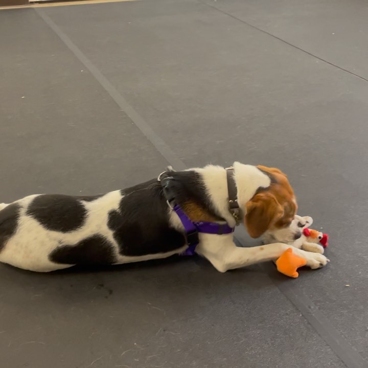 Happy fall from Spotty Beau! 🎃

If you’re wondering what that big smile is all about, we’ll tell you! Spotty Beau is the recipient of Bideawee’s Most Improved Behavior Student Award! 🎓🥇🏆🐶

Many of you may recognize Spotty, as he’s been back at our Manhattan shelter for almost a year now (poor guy was adopted out as a puppy and then returned). 

Spotty has some handling sensitivities, and can be nervous around strangers and reactive to new sights and sounds, but he’s honestly been making some incredible improvements! 

He’s been much more at ease on his walks and far less reactive to strangers and other dogs (he actually likes many other dogs when he meets them in a controlled environment). And he’s becoming such a good listener! He’s keeping his cool during situations that used to trigger him because he’s learning to trust the staff, and associate his good behavior with praise and rewards. Overall, he’s trusting more and becoming more comfortable every day! At the end of the day, Spotty is just a big scaredy cat. In his previous foster home, his foster mom reported that he was literally afraid of the dark, the blender, the vacuum….But as she worked with him, he began to integrate these new sounds and experiences into his world and became more comfortable around them.

We’re so excited about all the progress Spotty is making and know that this is only the beginning for this adorable, sweet boy.

Spotty’s ideal home would be a quiet, adult-only home with someone who will continue to work with him on his training and help him feel secure. A back yard or private outdoor space would be a huge plus!

Help give Spotty the life he deserves and make a best friend in the process by visiting Bideawee’s Manhattan location or submitting an online application (at which point, someone from our Manhattan adoption center will reach out to you to discuss, and answer any questions you may have). 🐶

<a target='_blank' href='https://www.instagram.com/explore/tags/betheirhero/'>#betheirhero</a> <a target='_blank' href='https://www.instagram.com/explore/tags/love/'>#love</a> <a target='_blank' href='https://www.instagram.com/explore/tags/bideawee/'>#bideawee</a> <a target='_blank' href='https://www.instagram.com/explore/tags/adoptme/'>#adoptme</a> <a target='_blank' href='https://www.instagram.com/explore/tags/adoptdontshop/'>#adoptdontshop</a> <a target='_blank' href='https://www.instagram.com/explore/tags/dogtraining/'>#dogtraining</a> <a target='_blank' href='https://www.instagram.com/explore/tags/cute/'>#cute</a> <a target='_blank' href='https://www.instagram.com/explore/tags/happy/'>#happy</a> <a target='_blank' href='https://www.instagram.com/explore/tags/smile/'>#smile</a> <a target='_blank' href='https://www.instagram.com/explore/tags/teacherspet/'>#teacherspet</a> <a target='_blank' href='https://www.instagram.com/explore/tags/bff/'>#bff</a> <a target='_blank' href='https://www.instagram.com/explore/tags/bestfriend/'>#bestfriend</a> <a target='_blank' href='https://www.instagram.com/explore/tags/mansbestfriend/'>#mansbestfriend</a> <a target='_blank' href='https://www.instagram.com/explore/tags/dogs/'>#dogs</a> <a target='_blank' href='https://www.instagram.com/explore/tags/dogsofinstagram/'>#dogsofinstagram</a> <a target='_blank' href='https://www.instagram.com/explore/tags/doggie/'>#doggie</a> <a target='_blank' href='https://www.instagram.com/explore/tags/doggo/'>#doggo</a> <a target='_blank' href='https://www.instagram.com/explore/tags/dogsofinsta/'>#dogsofinsta</a> <a target='_blank' href='https://www.instagram.com/explore/tags/dogstagram/'>#dogstagram</a>