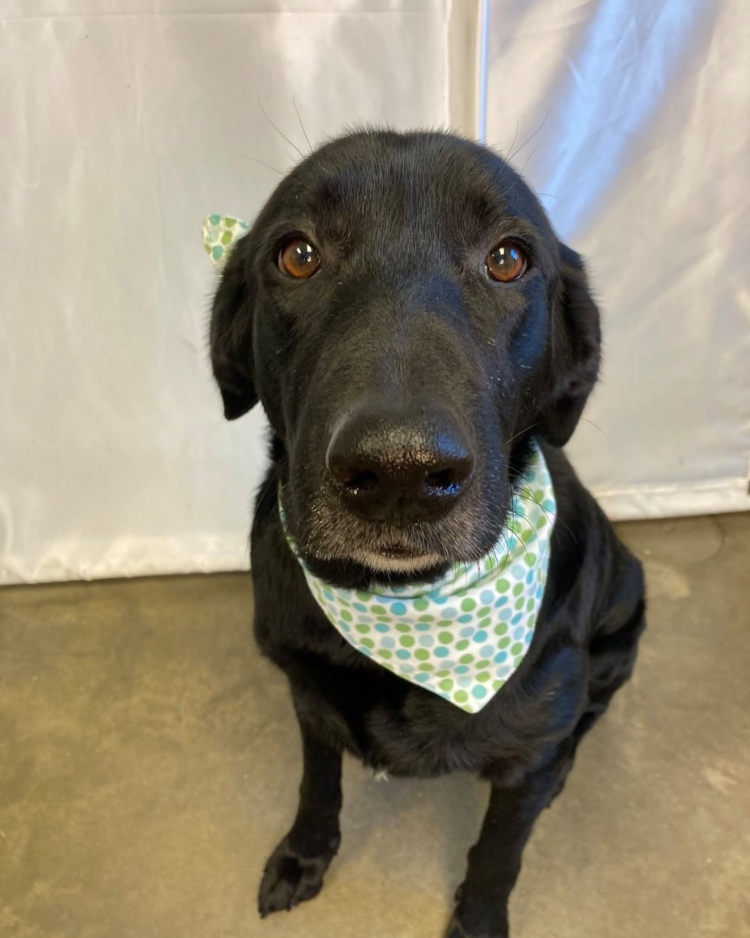 👻Trick or treat! 👻 Did you say....treat? 😍 Do you need to add some love to your life? We have plenty of fur babies as sweet as candy just waiting for their forever home. 🐾 Please visit our website, www.prairiepaws.org or give us a call at 785-242-2967 with any questions! <a target='_blank' href='https://www.instagram.com/explore/tags/animalrescue/'>#animalrescue</a> <a target='_blank' href='https://www.instagram.com/explore/tags/adoptdontshop/'>#adoptdontshop</a> <a target='_blank' href='https://www.instagram.com/explore/tags/dogsofinsta/'>#dogsofinsta</a> <a target='_blank' href='https://www.instagram.com/explore/tags/prairiepawsanimalshelter/'>#prairiepawsanimalshelter</a>