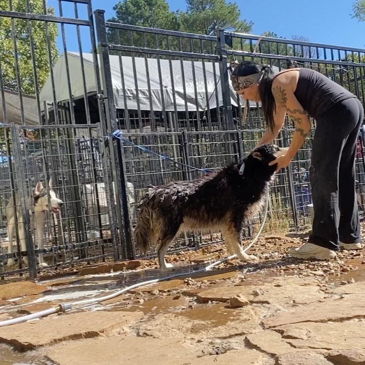 We don't need no fancy grooming tub 😆. The water is hot too!! <a target='_blank' href='https://www.instagram.com/explore/tags/huskyrescue/'>#huskyrescue</a> <a target='_blank' href='https://www.instagram.com/explore/tags/keepingitreal/'>#keepingitreal</a>