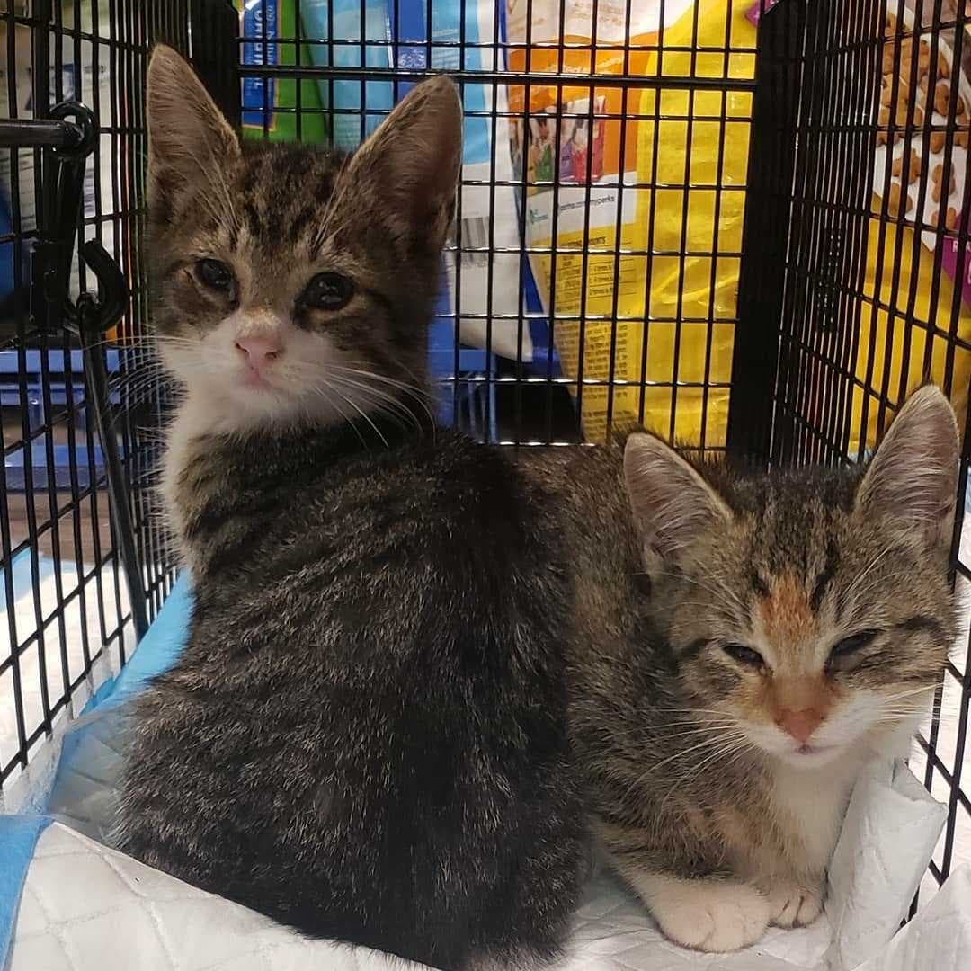 Posted @withregram • @giddy.monster I tagged along with @nycteensforanimals as they trapped these cute little goopy eyed monsters.  They are staying at the Giddy-Monster hotel for the night. They have already requested extra blankets for this chilly night. 

<a target='_blank' href='https://www.instagram.com/explore/tags/kittensofinstagram/'>#kittensofinstagram</a> <a target='_blank' href='https://www.instagram.com/explore/tags/kittens/'>#kittens</a> <a target='_blank' href='https://www.instagram.com/explore/tags/rescuerhelpingrescuer/'>#rescuerhelpingrescuer</a> <a target='_blank' href='https://www.instagram.com/explore/tags/recoveryspace/'>#recoveryspace</a> <a target='_blank' href='https://www.instagram.com/explore/tags/spayandneuter/'>#spayandneuter</a> <a target='_blank' href='https://www.instagram.com/explore/tags/littlemonsters/'>#littlemonsters</a> <a target='_blank' href='https://www.instagram.com/explore/tags/cutenessoverload/'>#cutenessoverload</a> <a target='_blank' href='https://www.instagram.com/explore/tags/cutemonsters/'>#cutemonsters</a> <a target='_blank' href='https://www.instagram.com/explore/tags/nycteensforanimals/'>#nycteensforanimals</a>