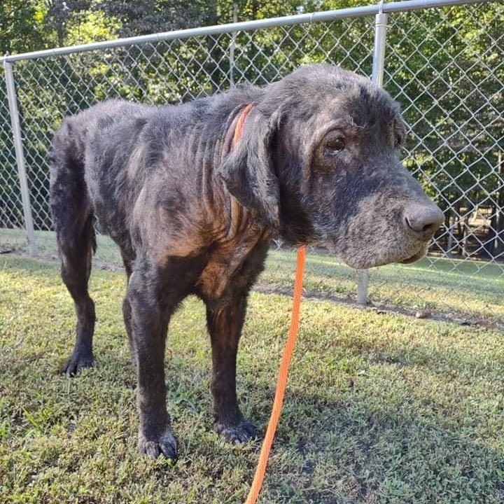 What Can You Do With $5?

You could buy a Pumpkin Spiced Latte or you could join our $5 Friday to help save lives, like Bo!

�This week's $5 Friday is dedicated to Bo. This poor guy was found dumped on a backroad in Kentucky in rough shape. He just arrived at Greenmore this week with a long list of medical issues including Heartworm, Ehrlichia, Lyme, Anaplasmosis, tons of Intestinal Parasites, and a serious skin infection.
 
We have already started to provide him with the medical care he desperately needs including treatment for Heartworm, which can be expensive. He will be nursed back to health by the love and care from our volunteers and staff. The estimated cost of his vet bills for treatment will be $1,800+.

Despite everything he has gone through, Bo is so sweet and gentle. We can't wait to watch his transformation as he heals and eventually finds his forever family.

Please consider giving up your expensive coffee or lunch out this Friday to give $5 (or more) to Greenmore to help Bo. We wouldn’t be able to continue our life-saving work for dogs like Bo without you!

�Donations can be made by visiting our website greenmorerescue.org, clicking the button below or by mailing cash/check to 246 Clonmell Upland Rd, West Grove, PA 19390.