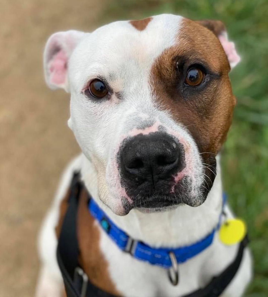 We like Ike! This compact boy with his cute cowhide pattern is bursting with smarts. Ike greatly enjoys his walks with volunteers and most recently has emerged as a potential hiker - a casual one because he doesn't need to go a very long time before he's ready to head back and relax. He is reported to be pretty easy-going on leash, and seems to enjoy having plenty of time to investigate lots of smells. 

He also has some tricks under his belt as he knows sit, paw, and is perfecting down! He sure loves his treats and would likely be motivated to learn more with his future people. Based on his kennel behavior, Ike seems like he could be housebroken. During downtime, he is sweet and attentive to his person, enjoying the chance to just hangout and lean against a leg and watch the world go by. This attentive, curious boy is estimated to be around 3 years old and weighs 47 lbs. 

Visit www.tinyurl.com/meetacitydog to set up a meet with Ike. $21 adoptions thought 10/31!
.
.
.
<a target='_blank' href='https://www.instagram.com/explore/tags/adoptdontshop/'>#adoptdontshop</a> <a target='_blank' href='https://www.instagram.com/explore/tags/adoptme/'>#adoptme</a> <a target='_blank' href='https://www.instagram.com/explore/tags/citydogscle/'>#citydogscle</a> <a target='_blank' href='https://www.instagram.com/explore/tags/cledogs/'>#cledogs</a> <a target='_blank' href='https://www.instagram.com/explore/tags/dogsofcle/'>#dogsofcle</a> <a target='_blank' href='https://www.instagram.com/explore/tags/rescuedog/'>#rescuedog</a>