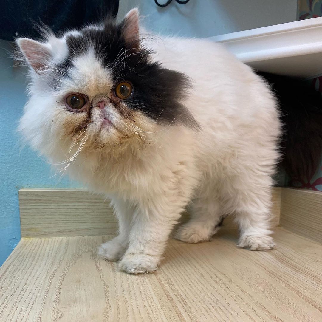 Behind the scenes! 
Our groomers at the Whole Cat make sure every kitty leaves feeling and looking great. This pretty Persian received our clean kitty bath, pad trim, and dematting services. The bath helps remove dirt and litter from the paws while conditioning the toe beans. In this bath, our groomers used sensitive skin shampoo alongside our coat restoring conditioner. The pad trim is where we shave the little floofs between the toe beans so the kitty does not track litter wherever they go. This kitty received a pad trim to help remove all the poop and litter on their toes. The dematting service is where we comb through any tangles and knots that have formed in the cat’s fur. 

Do you think your feline friend needs a good clean up? Give us a call at (425- 307-1008) and book an appointment with us! 
•
•
•
<a target='_blank' href='https://www.instagram.com/explore/tags/thewholecatandkaboodle/'>#thewholecatandkaboodle</a> <a target='_blank' href='https://www.instagram.com/explore/tags/kaboodlegroom/'>#kaboodlegroom</a> <a target='_blank' href='https://www.instagram.com/explore/tags/catgrooming/'>#catgrooming</a> <a target='_blank' href='https://www.instagram.com/explore/tags/catcare/'>#catcare</a> <a target='_blank' href='https://www.instagram.com/explore/tags/catlover/'>#catlover</a> <a target='_blank' href='https://www.instagram.com/explore/tags/persiancat/'>#persiancat</a> <a target='_blank' href='https://www.instagram.com/explore/tags/catbath/'>#catbath</a> <a target='_blank' href='https://www.instagram.com/explore/tags/cutecat/'>#cutecat</a> <a target='_blank' href='https://www.instagram.com/explore/tags/localpetbusiness/'>#localpetbusiness</a> <a target='_blank' href='https://www.instagram.com/explore/tags/pnwcat/'>#pnwcat</a> <a target='_blank' href='https://www.instagram.com/explore/tags/catlife/'>#catlife</a>