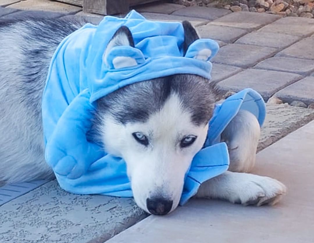 🕸🖤🎃👻 SPOOKY PUP OF THE DAY 👻🎃🖤🕸

Biscuit is very fittingly our sweet Care Bear this Halloween! We just love this guy. He's been with us a while now and we have been working on his rehab diligently. He came to us from California where he faced euthanasia at a vet clinic where he was surrendered after being hit by a car. His owners were contact but could not afford his vet care and stated that he escaped too often, thus they surrendered him to the vet. 

He has had a very distinct limp in his leg from the car accident since we got him and we had an MRI done to show the extent of the damage - the neurologists recommended that we work on physical therapy to allow him to keep his leg and regain use, so that is exactly what we have been doing. 

Biscuit's fosters note that he is shy towards humans but LOVES belly rubs and will happily take treats from your hand, and is super gentle about doing it. He also loves dogs his size and larger, and will play for hours - he will actually seek out the most playful dog in the pack and become best friends! He is also completely fine with cats - no aggression and pretty much just ignores them! Definitely unique for a husky in that he won't even chase them. 

He loves lounging and napping - you can usually find him in a quiet place or basking in the sun when he's not playing. During the summer, he likes laying on pool steps to cool off too. With therapy, the feeling in his leg is improving and he does not have activity restrictions anymore. He does get daily medication, but it is not expensive. 

We would love to give a potential adopter the full rundown on what his medical future looks like and what cost expectation there would be in giving Biscuit a forever home! After everything this sweet guy has been through, he deserves to finally be with one person or family for the rest of his life.

Please fill out an app if you're interested in meeting Biscuit.

<a target='_blank' href='https://www.instagram.com/explore/tags/husky/'>#husky</a> <a target='_blank' href='https://www.instagram.com/explore/tags/siberianhusky/'>#siberianhusky</a> <a target='_blank' href='https://www.instagram.com/explore/tags/huskyrescue/'>#huskyrescue</a> <a target='_blank' href='https://www.instagram.com/explore/tags/rescue/'>#rescue</a> <a target='_blank' href='https://www.instagram.com/explore/tags/rescuedog/'>#rescuedog</a> <a target='_blank' href='https://www.instagram.com/explore/tags/huskiesofinstagram/'>#huskiesofinstagram</a> <a target='_blank' href='https://www.instagram.com/explore/tags/azhusky/'>#azhusky</a> <a target='_blank' href='https://www.instagram.com/explore/tags/azhuskyrescue/'>#azhuskyrescue</a> <a target='_blank' href='https://www.instagram.com/explore/tags/rescuehusky/'>#rescuehusky</a> <a target='_blank' href='https://www.instagram.com/explore/tags/specialneeds/'>#specialneeds</a> <a target='_blank' href='https://www.instagram.com/explore/tags/specialneedsdog/'>#specialneedsdog</a> <a target='_blank' href='https://www.instagram.com/explore/tags/medicaldog/'>#medicaldog</a> <a target='_blank' href='https://www.instagram.com/explore/tags/blueeyes/'>#blueeyes</a> <a target='_blank' href='https://www.instagram.com/explore/tags/halloween/'>#halloween</a> <a target='_blank' href='https://www.instagram.com/explore/tags/dogsincostume/'>#dogsincostume</a> <a target='_blank' href='https://www.instagram.com/explore/tags/carebear/'>#carebear</a> <a target='_blank' href='https://www.instagram.com/explore/tags/trickortreat/'>#trickortreat</a> <a target='_blank' href='https://www.instagram.com/explore/tags/howloween/'>#howloween</a>