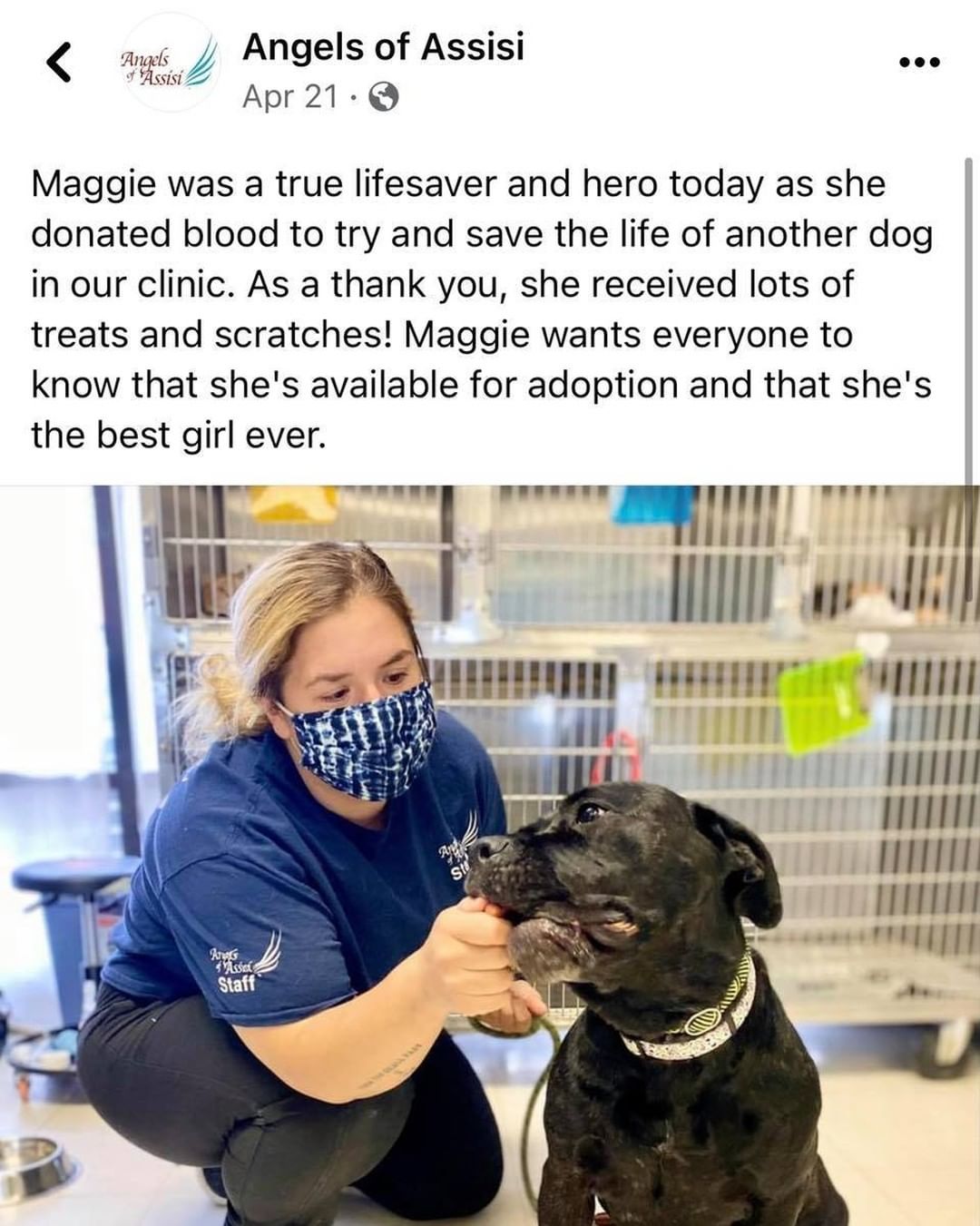 Who remembers our lifesaving girl Maggie? Maggie has been in her forever home since the end of April, and, as you can see, she is certainly living her best life. When Maggie was first adopted, she was an only pet, but her mom realized how much she loved other dogs, so she eventually rescued a sibling. Maggie and her sibling Aster are the best of friends and love cuddling together. Her mom says, “Maggie is the best of girls, and I’m so happy I was able to give her the best home ever. She deserves the world, and I’m so lucky to be the one to give it to her!” We are so happy Maggie is living her best life. Thank you to all of our wonderful adopters for providing such amazing homes to our incredible animals.