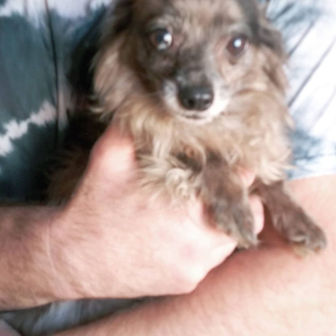 S.O.S.  FOSTERS NEEDED IN OR NEAR VALLEJO, CA

I had someone call me who has 9 Chihuahuas 3  pounds and under, ranging in age 2 years to 10 years... I need fosters. We pay for everything supplies and medical.

https://www.gunterslegacy.org/glar-foster-application

Armani is 8 male. 4lbs friendly quirky like most people

Gucci is 2 female 5lbs
Hyper cat like jumping skills super friendly still puppy shreds all toys loves to play and will nip if fighting for your affection

Giggy 8 male 3.5lbs
Super sweet talks to you by little tips. 

Lala 8 female 3lbs
Sweet playful not as accepting of strangers but not snarky

Angel 9 female 3lbs one person type dog protective and great mouse hunter. No fear loves other small dogs

Daddy 7 male 2.5lbs 
Super friendly but quirky he circles when happy or nervousness has set him off gets along with everyone
 
Ginger 6y/o (who looks like Angel but didn't include by accident) female 3 lbs
No fear nips ankles friendly if she likes you...

Tommy male 3.5lbs 12y/o
Super sweet loves everyone
Gets picked on a lot but also Mr.peepee. 

Lucy female 7, 3lbs
Not nice but can be trained
When she was given to me she was the only dog and a bit nippy. She sleeps with 2 other girls.

<a target='_blank' href='https://www.instagram.com/explore/tags/chihuahuasofig/'>#chihuahuasofig</a> 
<a target='_blank' href='https://www.instagram.com/explore/tags/chihuahuas/'>#chihuahuas</a> 
<a target='_blank' href='https://www.instagram.com/explore/tags/chihuahualovers/'>#chihuahualovers</a> 
<a target='_blank' href='https://www.instagram.com/explore/tags/seniorescuedogs/'>#seniorescuedogs</a> 
<a target='_blank' href='https://www.instagram.com/explore/tags/seniorchihuahuaofig/'>#seniorchihuahuaofig</a> 
<a target='_blank' href='https://www.instagram.com/explore/tags/fosteringsavelives/'>#fosteringsavelives</a> 
<a target='_blank' href='https://www.instagram.com/explore/tags/adoptdontshop/'>#adoptdontshop</a> 
<a target='_blank' href='https://www.instagram.com/explore/tags/dogsoftiktok/'>#dogsoftiktok</a>
<a target='_blank' href='https://www.instagram.com/explore/tags/rescuedogsoftiktok/'>#rescuedogsoftiktok</a>