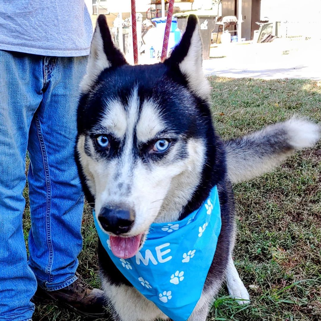 Meet Luca. He's about 4 years old, friendly, well-mannered and has the <a target='_blank' href='https://www.instagram.com/explore/tags/bestmask/'>#bestmask</a> around <a target='_blank' href='https://www.instagram.com/explore/tags/sohandsome/'>#sohandsome</a> 😍😍
.
.
.
.
.
.
<a target='_blank' href='https://www.instagram.com/explore/tags/singingdogfarm/'>#singingdogfarm</a> <a target='_blank' href='https://www.instagram.com/explore/tags/singingdogfarmrescue/'>#singingdogfarmrescue</a> <a target='_blank' href='https://www.instagram.com/explore/tags/huskyrescue/'>#huskyrescue</a> <a target='_blank' href='https://www.instagram.com/explore/tags/adoptablehusky/'>#adoptablehusky</a> <a target='_blank' href='https://www.instagram.com/explore/tags/rescuehuskies/'>#rescuehuskies</a> <a target='_blank' href='https://www.instagram.com/explore/tags/nchuskies/'>#nchuskies</a> <a target='_blank' href='https://www.instagram.com/explore/tags/huskiesareawesome/'>#huskiesareawesome</a> <a target='_blank' href='https://www.instagram.com/explore/tags/adoptahusky/'>#adoptahusky</a> <a target='_blank' href='https://www.instagram.com/explore/tags/adoptablehuskies/'>#adoptablehuskies</a> <a target='_blank' href='https://www.instagram.com/explore/tags/siberianhusky/'>#siberianhusky</a> <a target='_blank' href='https://www.instagram.com/explore/tags/siberianhuskydogs/'>#siberianhuskydogs</a> <a target='_blank' href='https://www.instagram.com/explore/tags/ncdogs/'>#ncdogs</a> <a target='_blank' href='https://www.instagram.com/explore/tags/rescuedogs/'>#rescuedogs</a> <a target='_blank' href='https://www.instagram.com/explore/tags/huskiesofinstagram/'>#huskiesofinstagram</a> <a target='_blank' href='https://www.instagram.com/explore/tags/huskiesofig/'>#huskiesofig</a> <a target='_blank' href='https://www.instagram.com/explore/tags/ncrescuedogs/'>#ncrescuedogs</a>