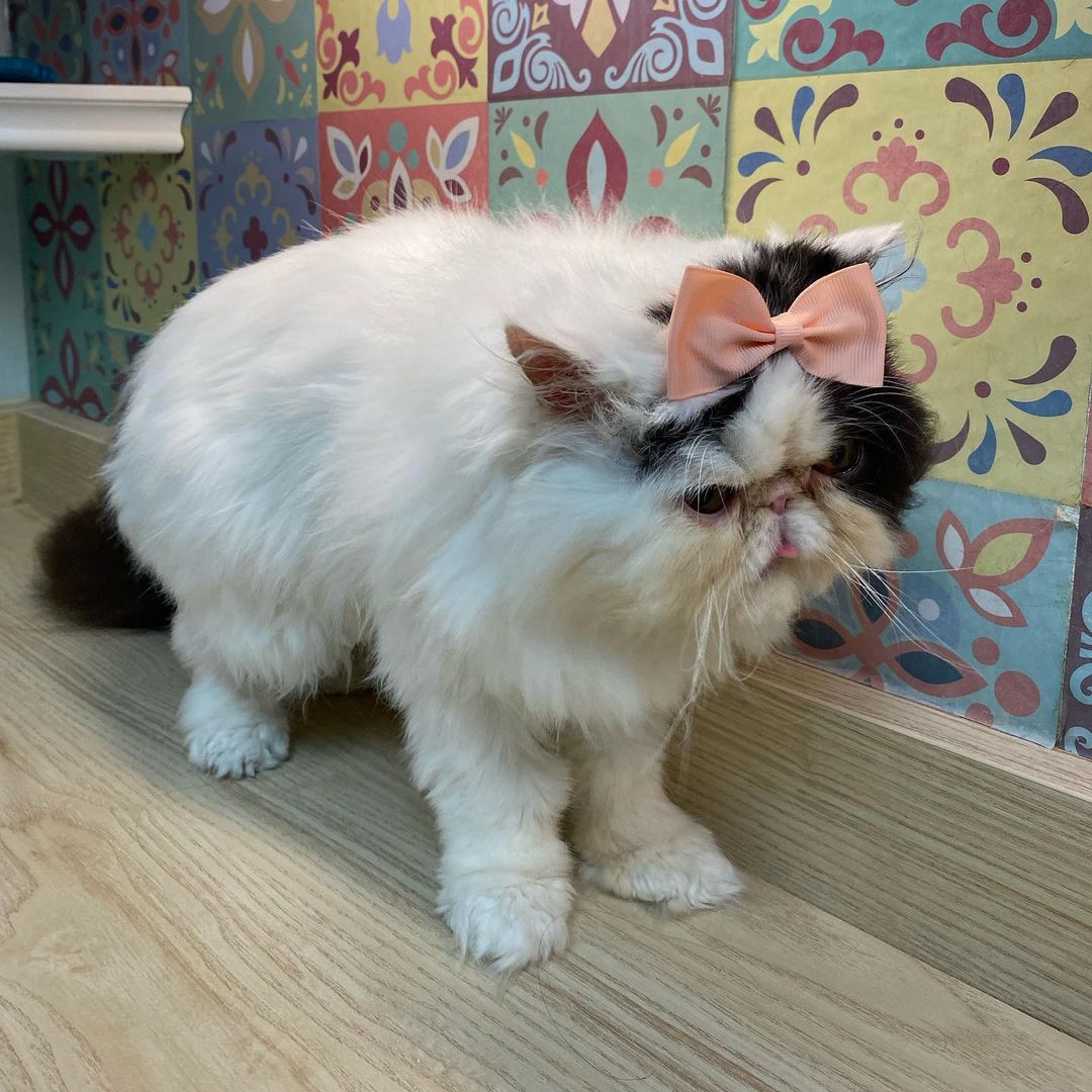 Behind the scenes! 
Our groomers at the Whole Cat make sure every kitty leaves feeling and looking great. This pretty Persian received our clean kitty bath, pad trim, and dematting services. The bath helps remove dirt and litter from the paws while conditioning the toe beans. In this bath, our groomers used sensitive skin shampoo alongside our coat restoring conditioner. The pad trim is where we shave the little floofs between the toe beans so the kitty does not track litter wherever they go. This kitty received a pad trim to help remove all the poop and litter on their toes. The dematting service is where we comb through any tangles and knots that have formed in the cat’s fur. 

Do you think your feline friend needs a good clean up? Give us a call at (425- 307-1008) and book an appointment with us! 
•
•
•
<a target='_blank' href='https://www.instagram.com/explore/tags/thewholecatandkaboodle/'>#thewholecatandkaboodle</a> <a target='_blank' href='https://www.instagram.com/explore/tags/kaboodlegroom/'>#kaboodlegroom</a> <a target='_blank' href='https://www.instagram.com/explore/tags/catgrooming/'>#catgrooming</a> <a target='_blank' href='https://www.instagram.com/explore/tags/catcare/'>#catcare</a> <a target='_blank' href='https://www.instagram.com/explore/tags/catlover/'>#catlover</a> <a target='_blank' href='https://www.instagram.com/explore/tags/persiancat/'>#persiancat</a> <a target='_blank' href='https://www.instagram.com/explore/tags/catbath/'>#catbath</a> <a target='_blank' href='https://www.instagram.com/explore/tags/cutecat/'>#cutecat</a> <a target='_blank' href='https://www.instagram.com/explore/tags/localpetbusiness/'>#localpetbusiness</a> <a target='_blank' href='https://www.instagram.com/explore/tags/pnwcat/'>#pnwcat</a> <a target='_blank' href='https://www.instagram.com/explore/tags/catlife/'>#catlife</a>