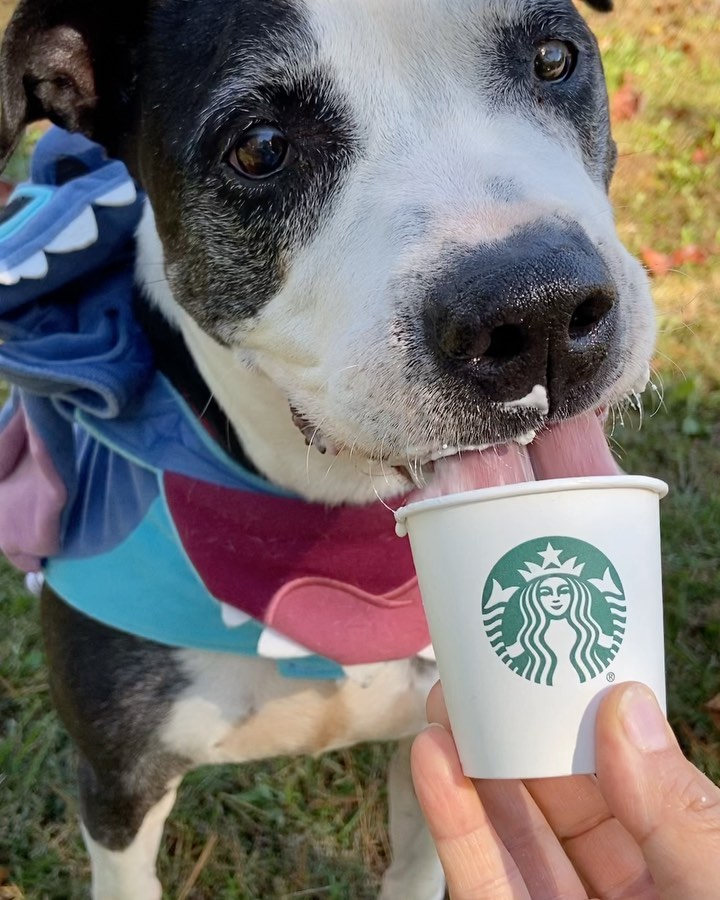 Foster pup Bogey went out trick or treating today and his treat was a pup cup! Look at how cute he is! Can you believe that no one has wanted to meet or adopt Bogey? <a target='_blank' href='https://www.instagram.com/explore/tags/rescuedog/'>#rescuedog</a> <a target='_blank' href='https://www.instagram.com/explore/tags/adoptdontshop/'>#adoptdontshop</a> <a target='_blank' href='https://www.instagram.com/explore/tags/rescuepittie/'>#rescuepittie</a> <a target='_blank' href='https://www.instagram.com/explore/tags/pupcup/'>#pupcup</a> <a target='_blank' href='https://www.instagram.com/explore/tags/puppaccino/'>#puppaccino</a> <a target='_blank' href='https://www.instagram.com/explore/tags/dogsincostumes/'>#dogsincostumes</a> <a target='_blank' href='https://www.instagram.com/explore/tags/aarftn/'>#aarftn</a> <a target='_blank' href='https://www.instagram.com/explore/tags/adoptme/'>#adoptme</a>