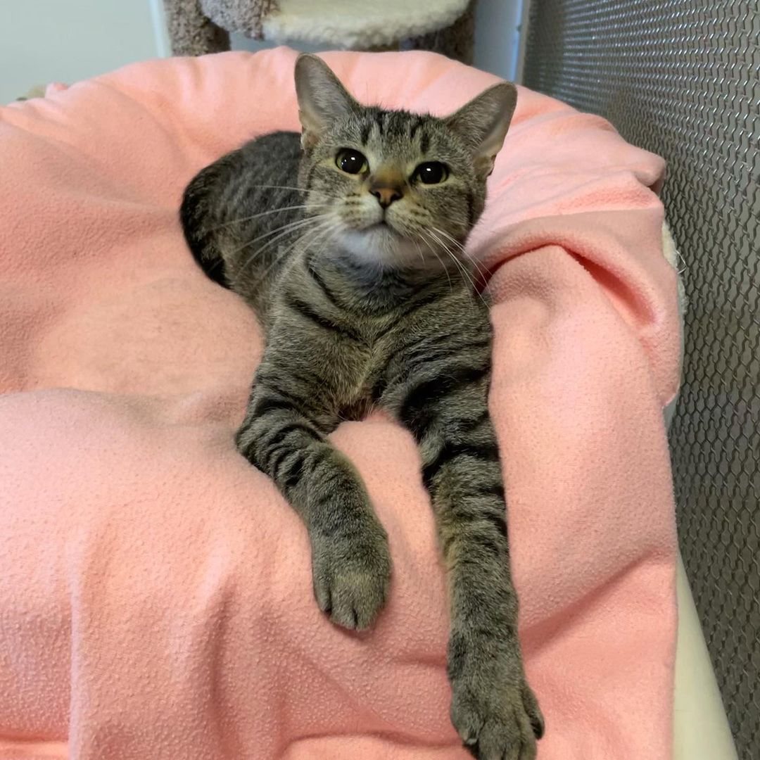 Happy Adoption Day, Hannah! 🥳

<a target='_blank' href='https://www.instagram.com/explore/tags/adoptionday/'>#adoptionday</a> <a target='_blank' href='https://www.instagram.com/explore/tags/adoptedcat/'>#adoptedcat</a> <a target='_blank' href='https://www.instagram.com/explore/tags/happyadoptionday/'>#happyadoptionday</a> <a target='_blank' href='https://www.instagram.com/explore/tags/tabbycat/'>#tabbycat</a> <a target='_blank' href='https://www.instagram.com/explore/tags/darktabby/'>#darktabby</a> <a target='_blank' href='https://www.instagram.com/explore/tags/playfulcat/'>#playfulcat</a> <a target='_blank' href='https://www.instagram.com/explore/tags/mommacat/'>#mommacat</a> <a target='_blank' href='https://www.instagram.com/explore/tags/finallyadopted/'>#finallyadopted</a> <a target='_blank' href='https://www.instagram.com/explore/tags/winonaareahumanesociety/'>#winonaareahumanesociety</a> <a target='_blank' href='https://www.instagram.com/explore/tags/wahs/'>#wahs</a> <a target='_blank' href='https://www.instagram.com/explore/tags/winona/'>#winona</a> <a target='_blank' href='https://www.instagram.com/explore/tags/humanesociety/'>#humanesociety</a> <a target='_blank' href='https://www.instagram.com/explore/tags/petadoption/'>#petadoption</a> <a target='_blank' href='https://www.instagram.com/explore/tags/foreverhome/'>#foreverhome</a> <a target='_blank' href='https://www.instagram.com/explore/tags/adoptdontshop/'>#adoptdontshop</a> <a target='_blank' href='https://www.instagram.com/explore/tags/chooseadoption/'>#chooseadoption</a> <a target='_blank' href='https://www.instagram.com/explore/tags/rescueismyfavoritebreed/'>#rescueismyfavoritebreed</a> <a target='_blank' href='https://www.instagram.com/explore/tags/rescuecats/'>#rescuecats</a> <a target='_blank' href='https://www.instagram.com/explore/tags/shelter/'>#shelter</a> <a target='_blank' href='https://www.instagram.com/explore/tags/sheltercat/'>#sheltercat</a> <a target='_blank' href='https://www.instagram.com/explore/tags/catsofinstagram/'>#catsofinstagram</a> <a target='_blank' href='https://www.instagram.com/explore/tags/sheltercatsofinstagram/'>#sheltercatsofinstagram</a> <a target='_blank' href='https://www.instagram.com/explore/tags/catstagram/'>#catstagram</a>