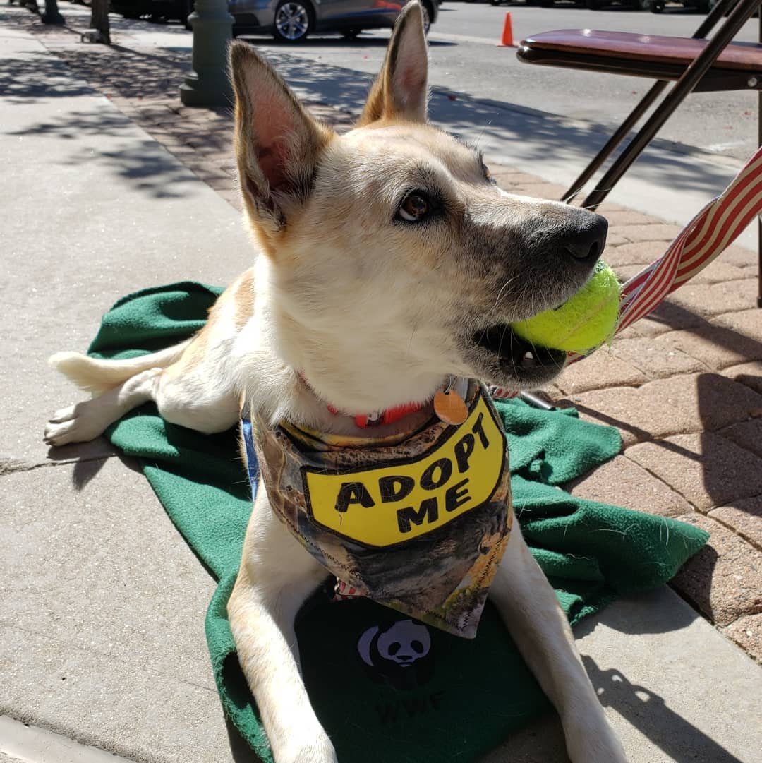 Piper loves to play ball how about you?