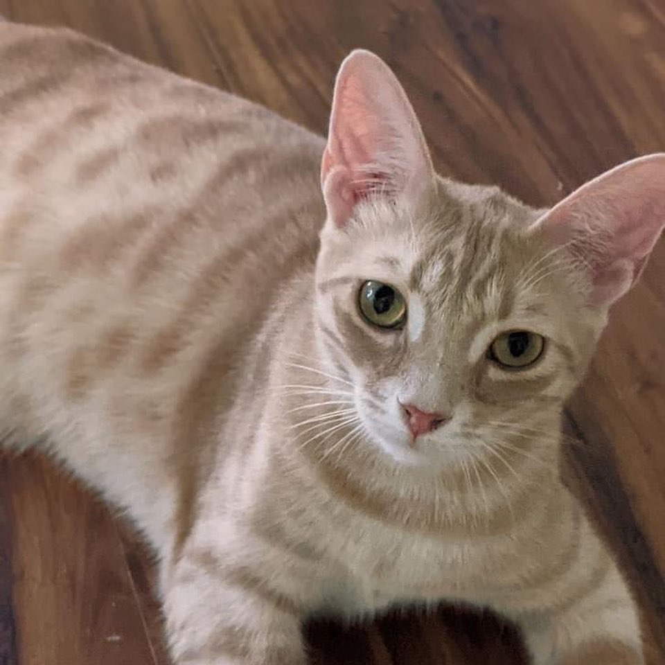 Kitties and more wonderful kitties at Petsmart this weekend and every one needs a loving home.🐈🐈🐈
Visit Sat 10a-12noon or Sun, 1p-3p when volunteers are available to help with visits and adoptions.