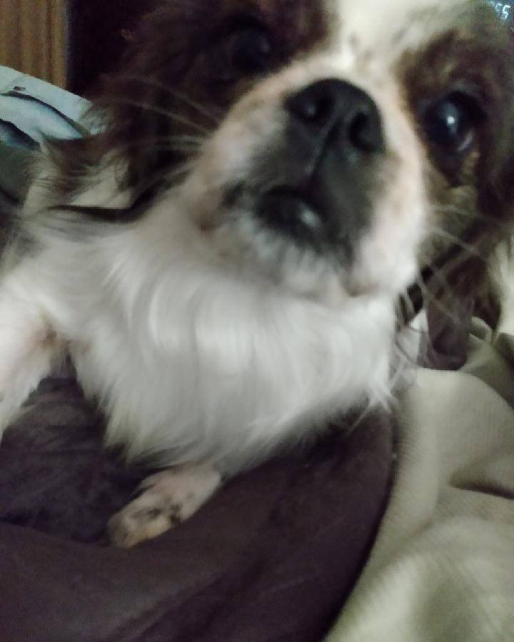 🐶 Small Dog Looking for a New Home 🐶
*** URGENT COURTESY POST
*** NOT WITH THE RESCUE
This little girl's mama is about to have surgery and won't be able to care for her. She's a 7-year-old Shiranian (Shih Tzu / Pomeranian mix). She's spayed and current on her vaccinations. She is very loving and loyal and just a great little dog. She is a little nervous when meeting strangers and will need a little time to adjust to a new home. Older children are probably best at this time.

❤ Please contact us if you're interested in adding a new little floofy gal to your family.